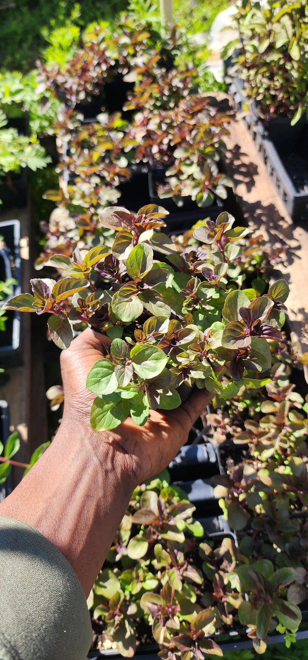 Mint "Lime" - Live Plant