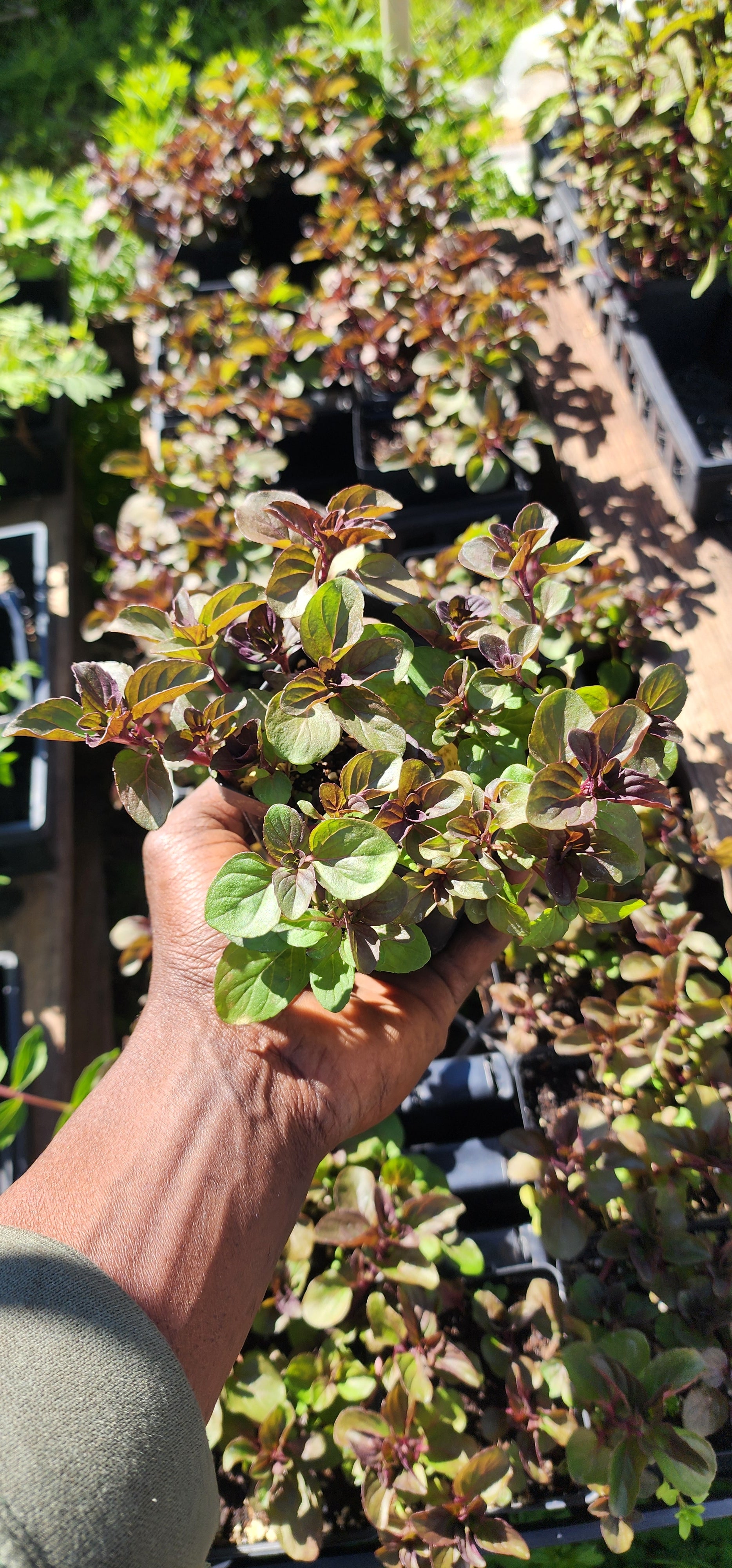 Mint "Lime" - Live Plant