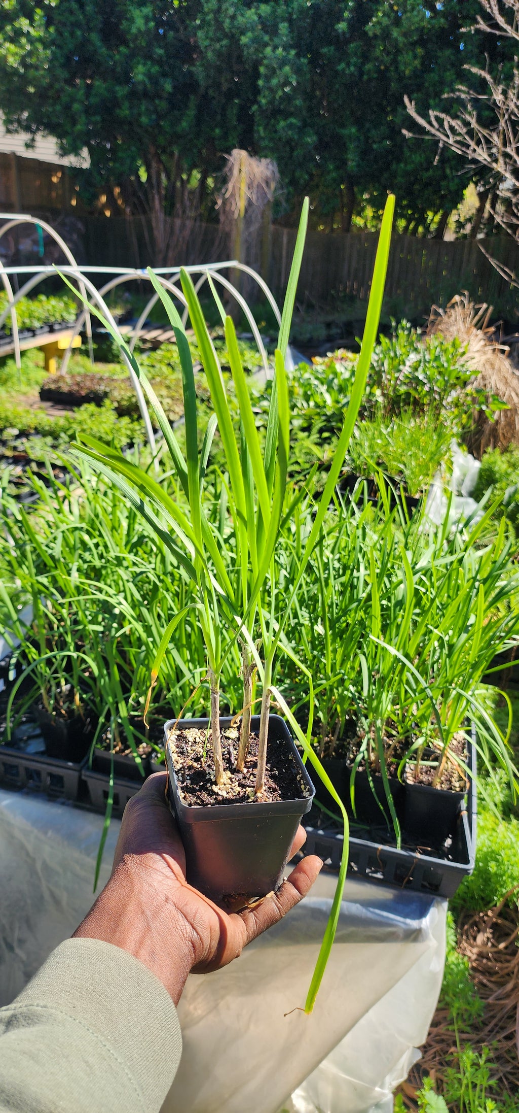 Chives "Garlic" - Live Plant