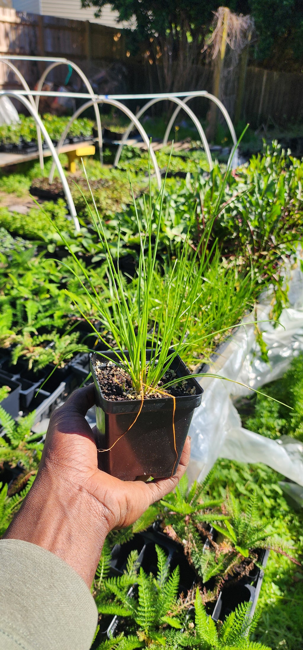 Wild Garlic - Live Plant