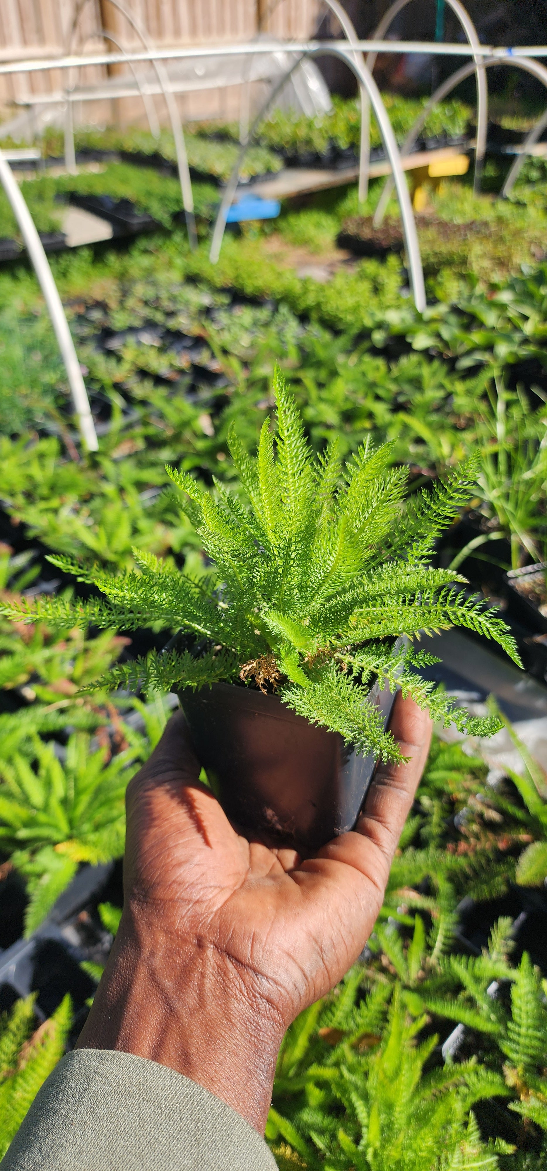 Yarrow - Live Plant