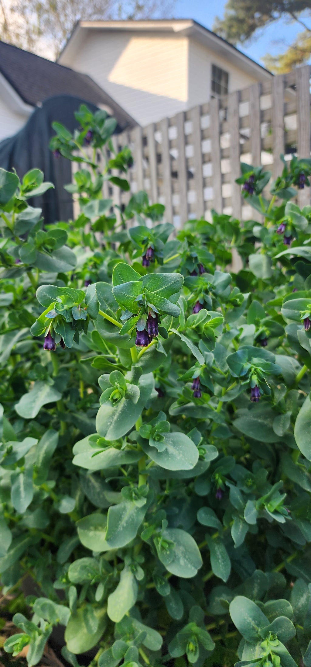 Honeywort - Live Plant