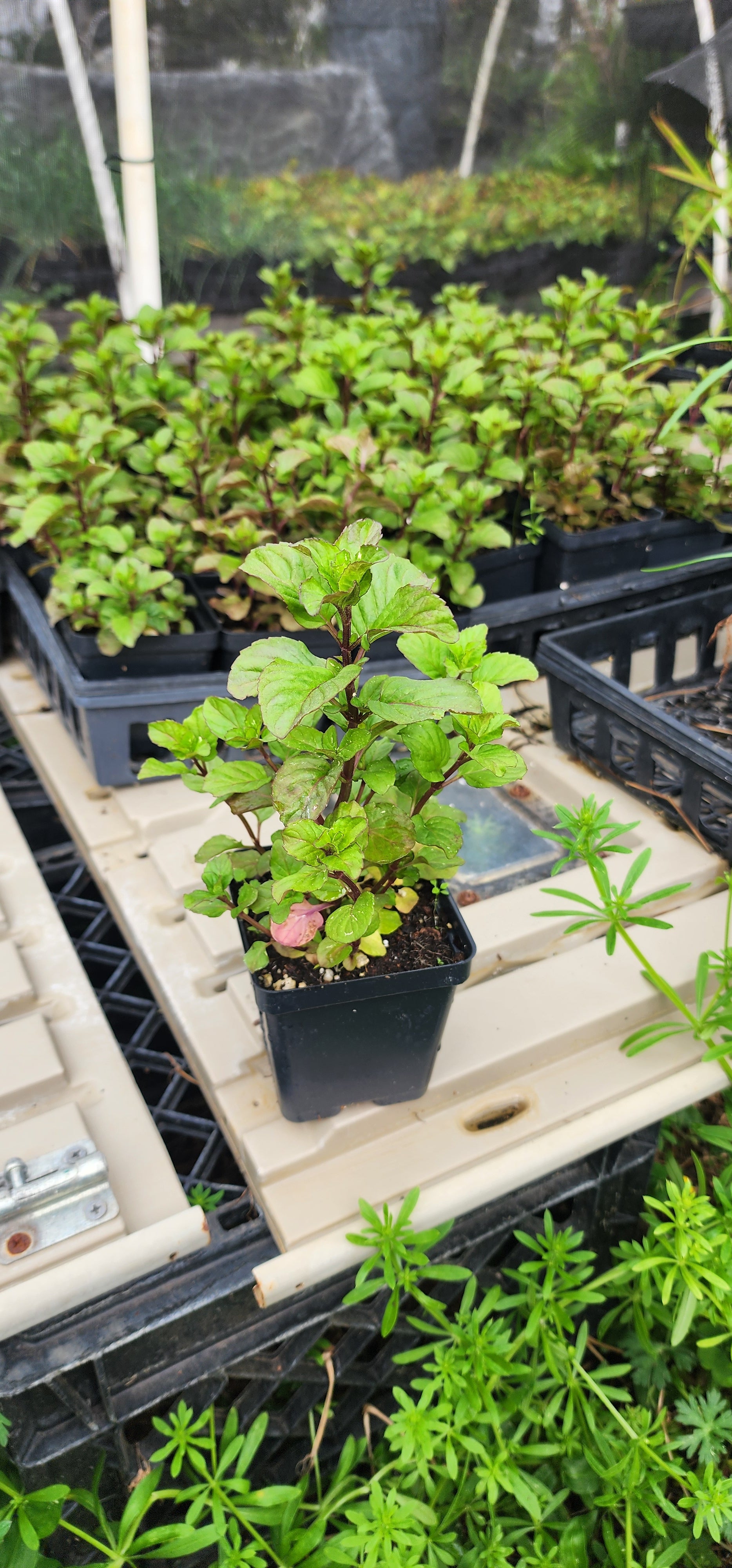 Mint "Lavender" - Live Plant