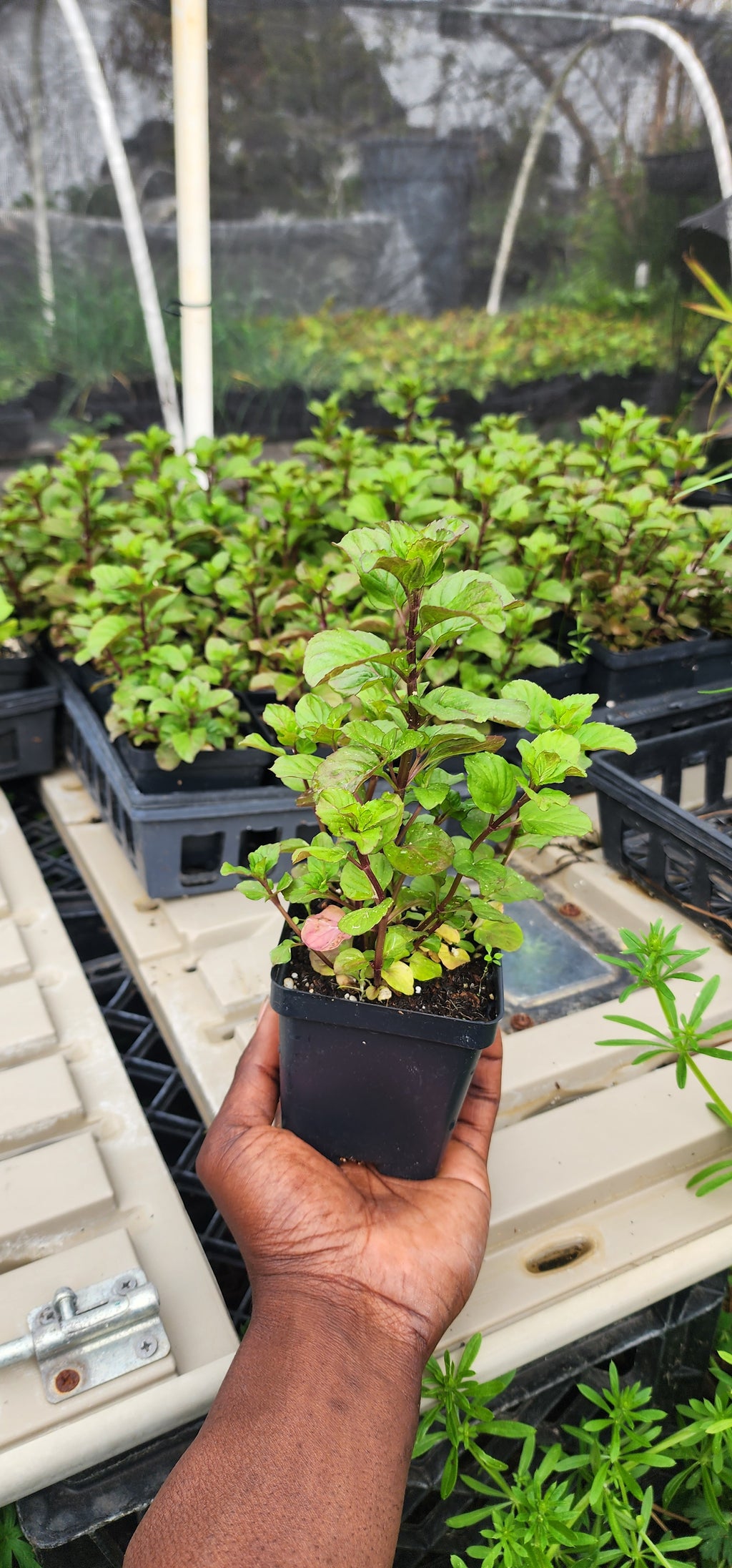 Mint "Lavender" - Live Plant
