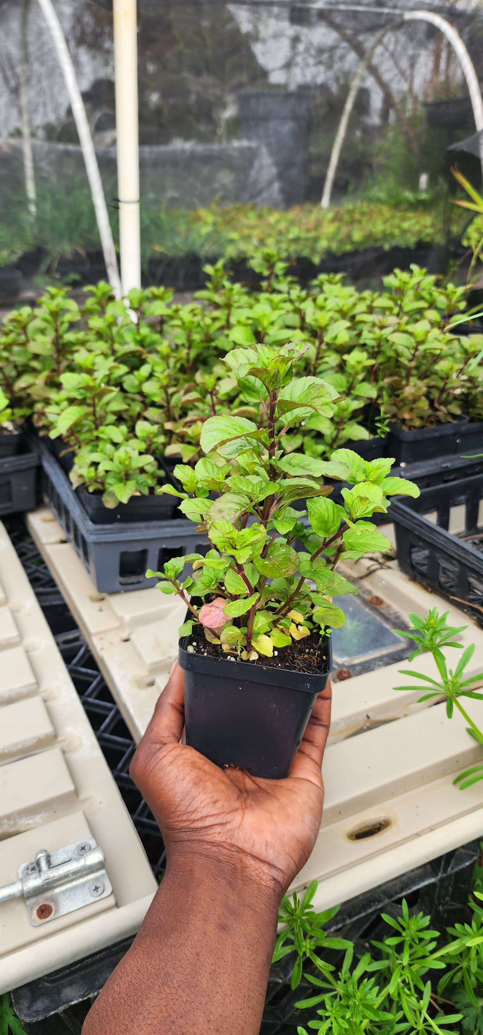 Mint "Lavender" - Live Plant