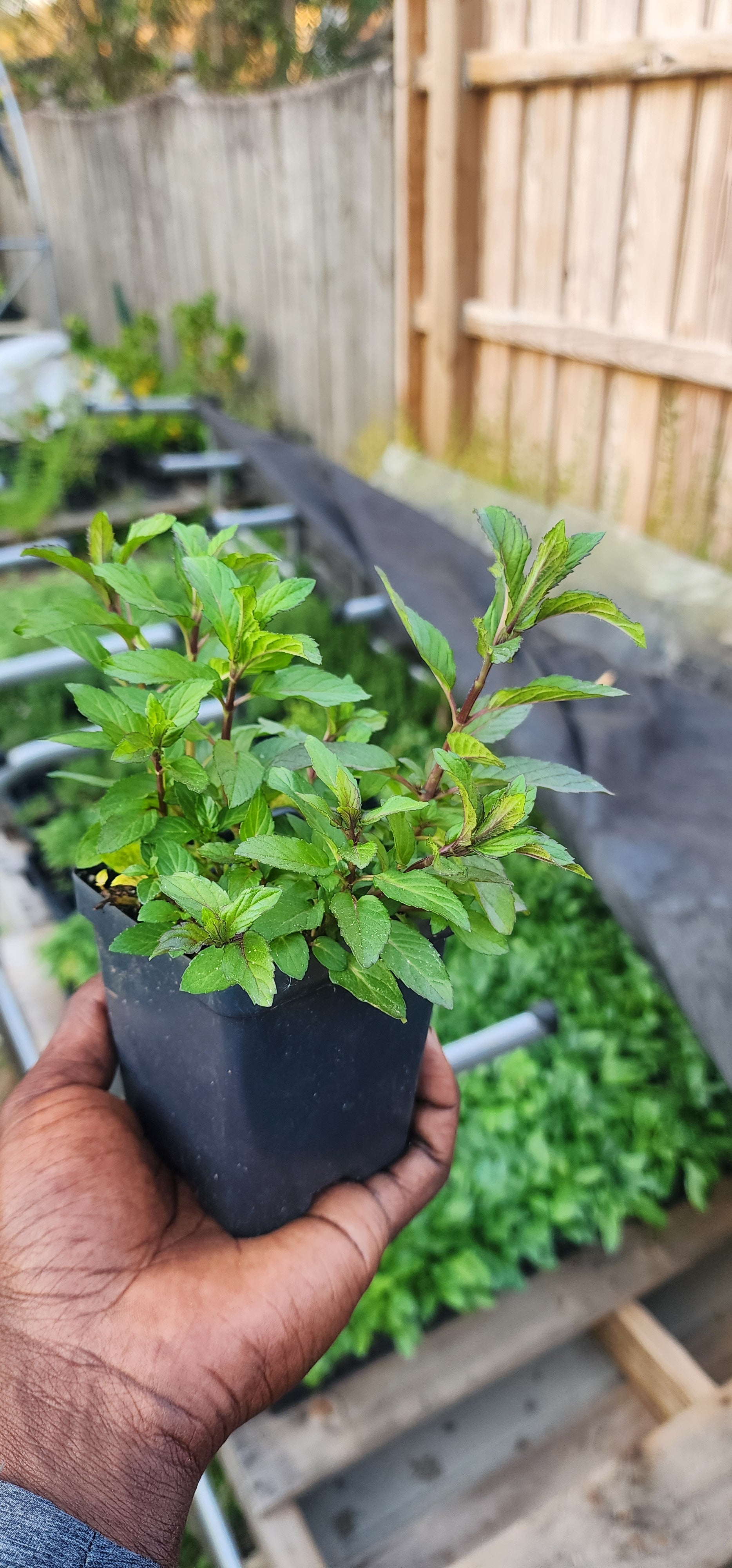 Mint "Peppermint" - Live Plant