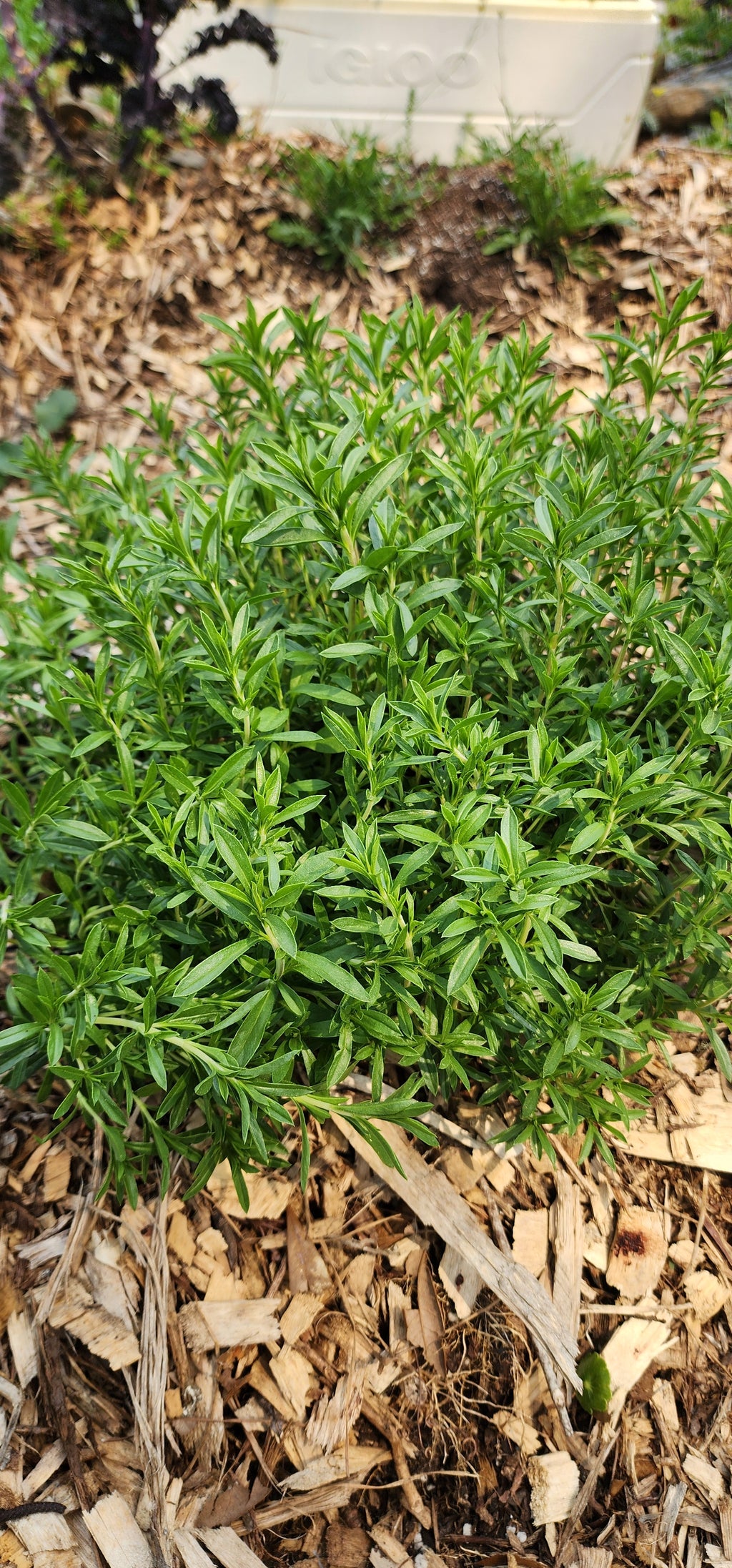 Winter Savory - Live Plant