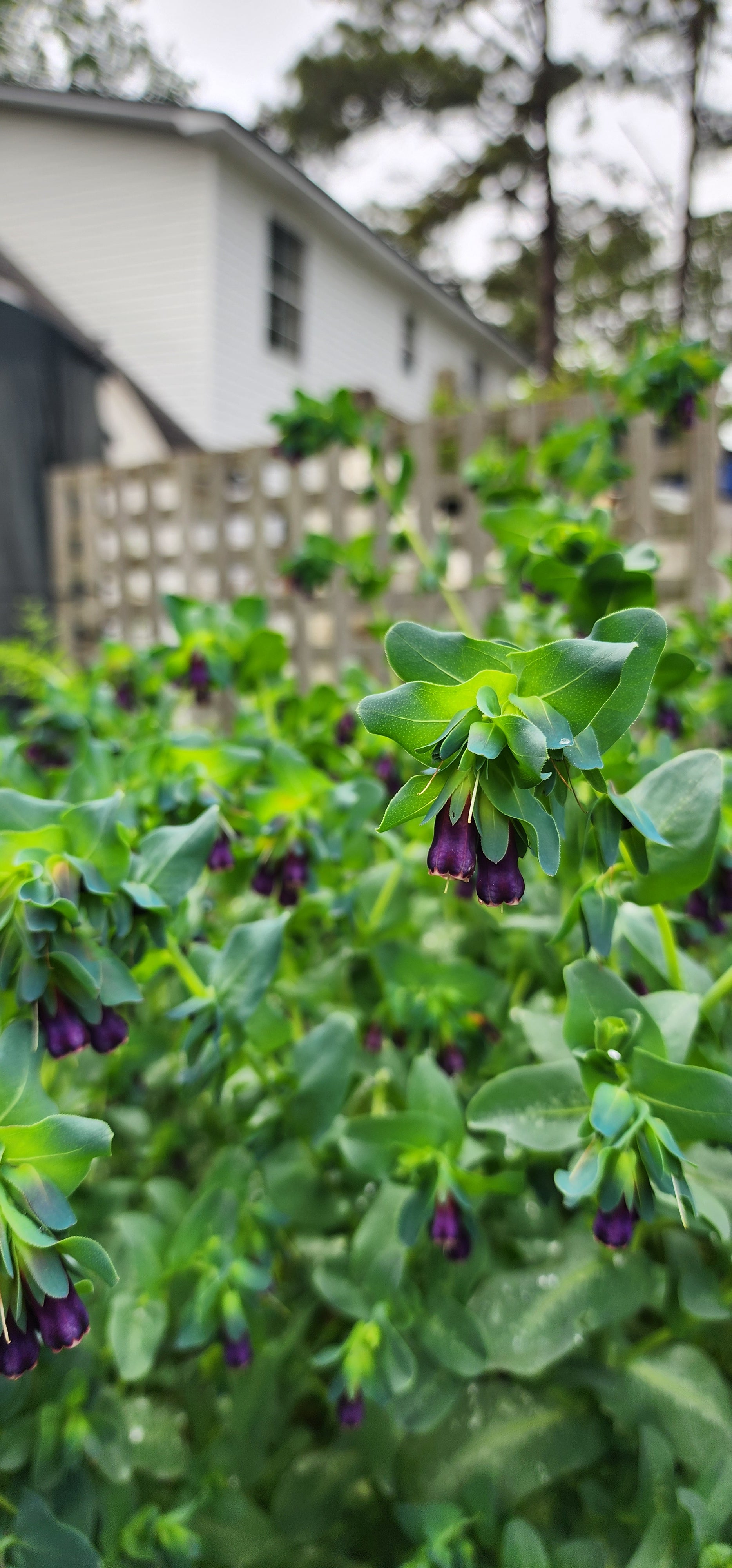 Honeywort - Live Plant
