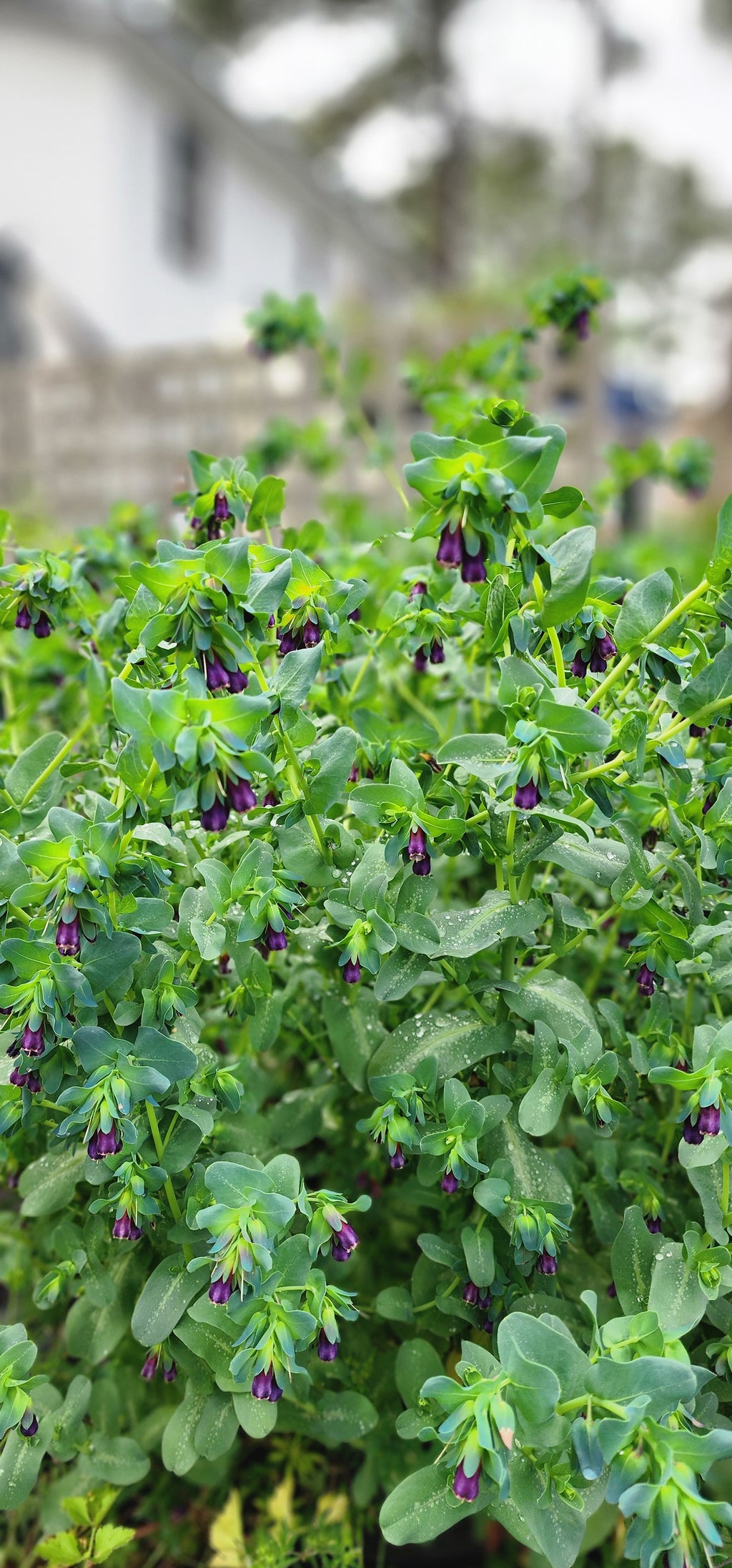 Honeywort - Live Plant