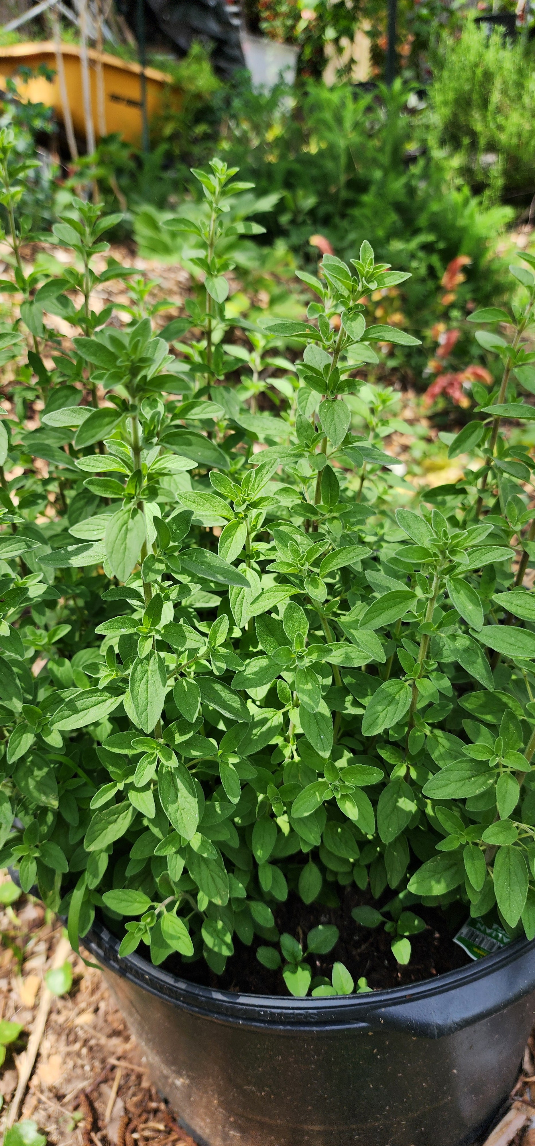 Oregano "Italian"  - Live Plant