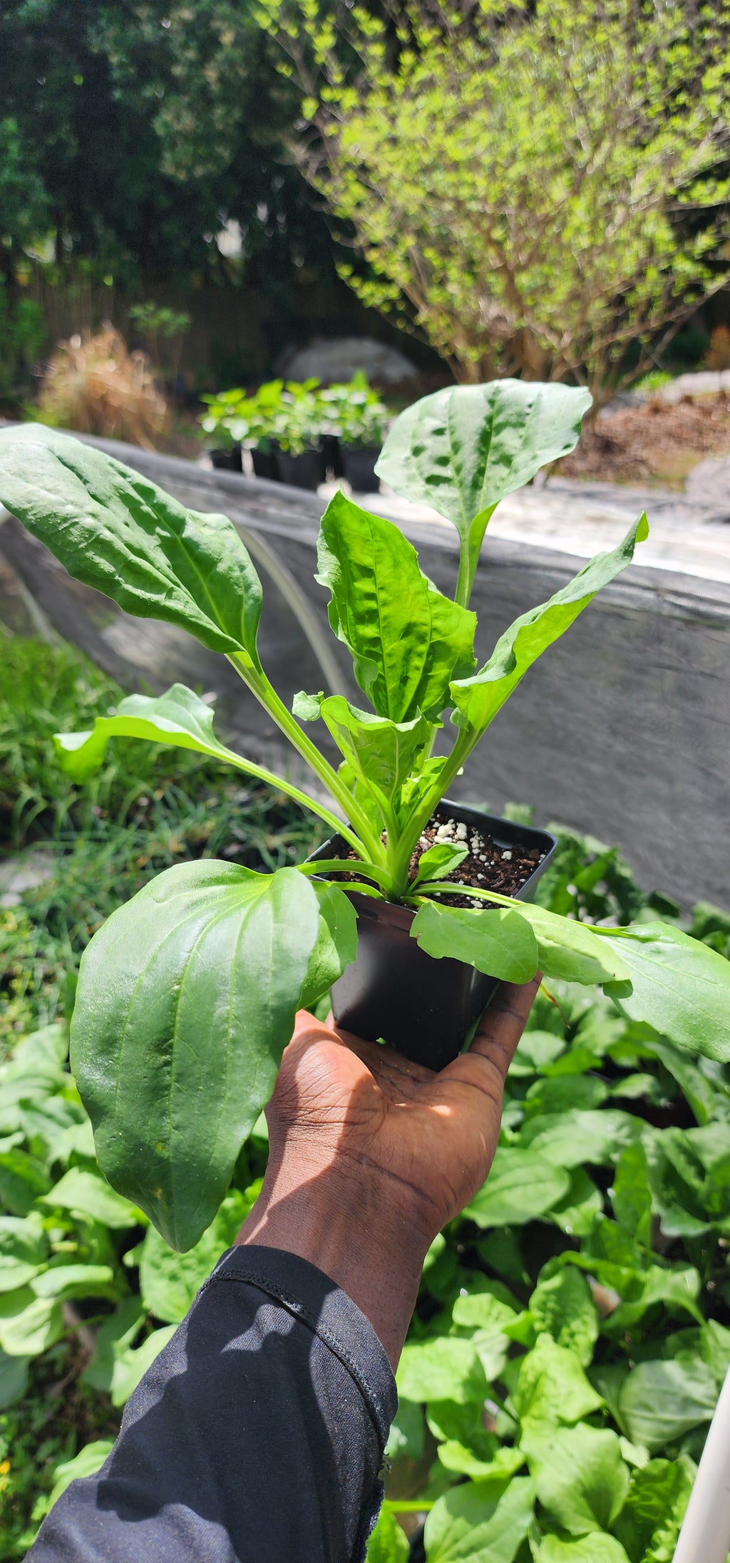 Plantain "Broad Leaf" - Live Plant