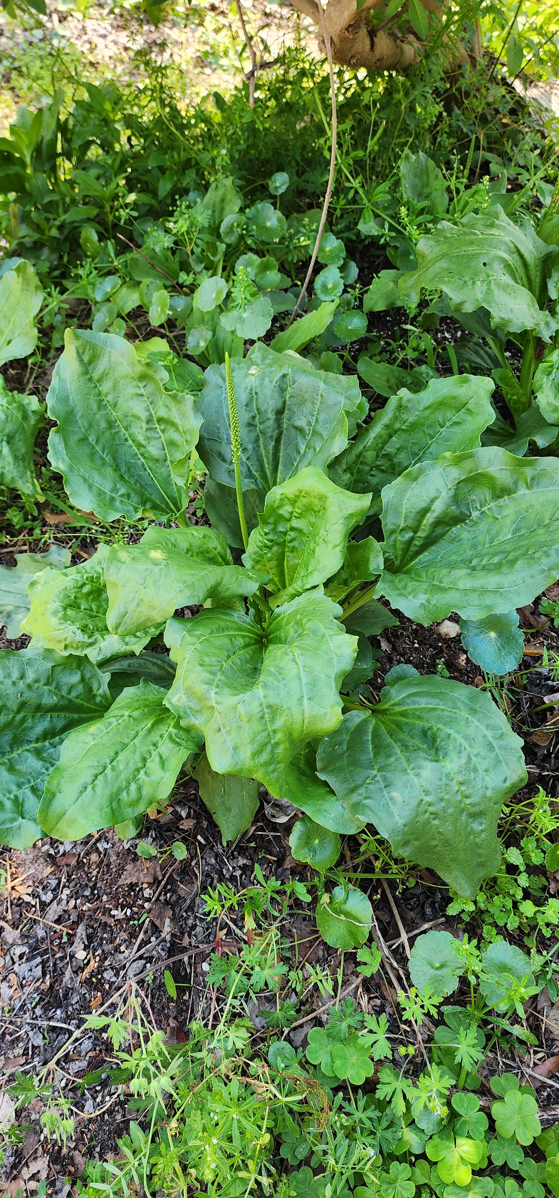 Plantain "Broad Leaf" - Live Plant