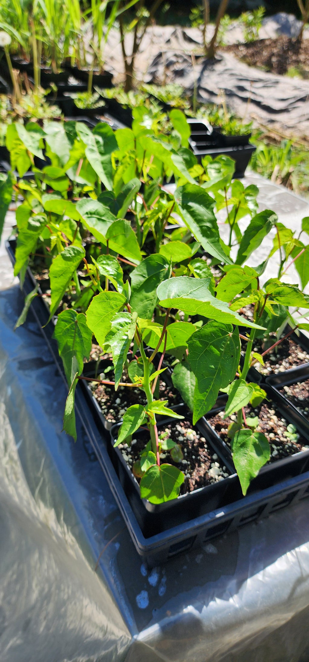 Hibiscus "Texas Star" - Live Plant