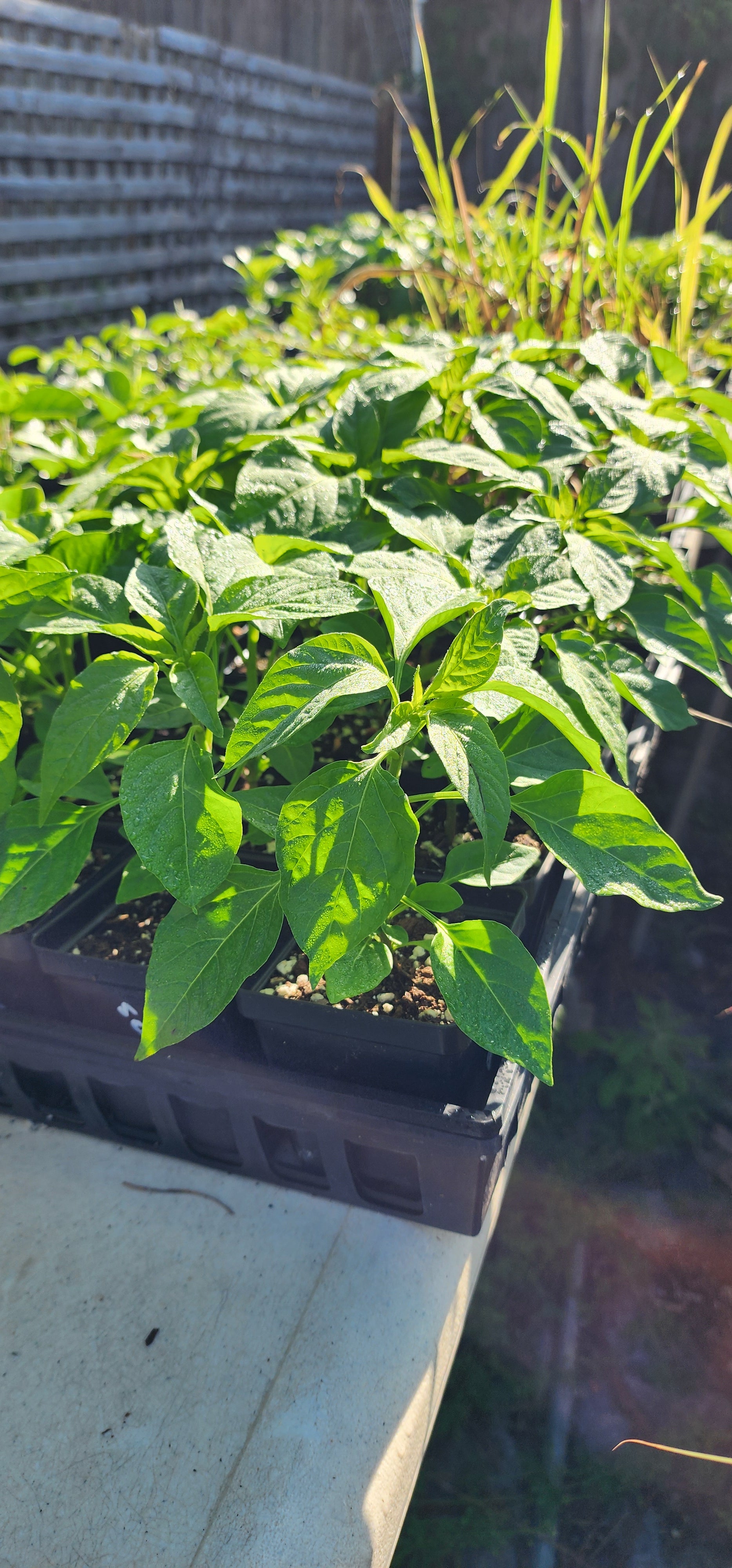 Pepper Plant "Jamaican Yellow Scotch Bonnet"- Live Plant