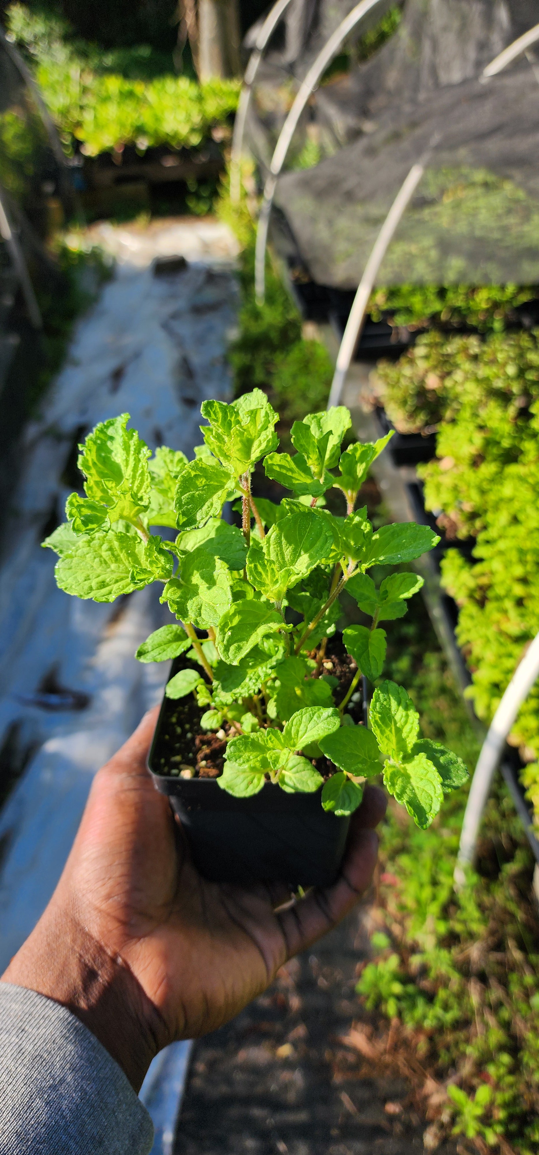 Mint "Curly" - Live Plant
