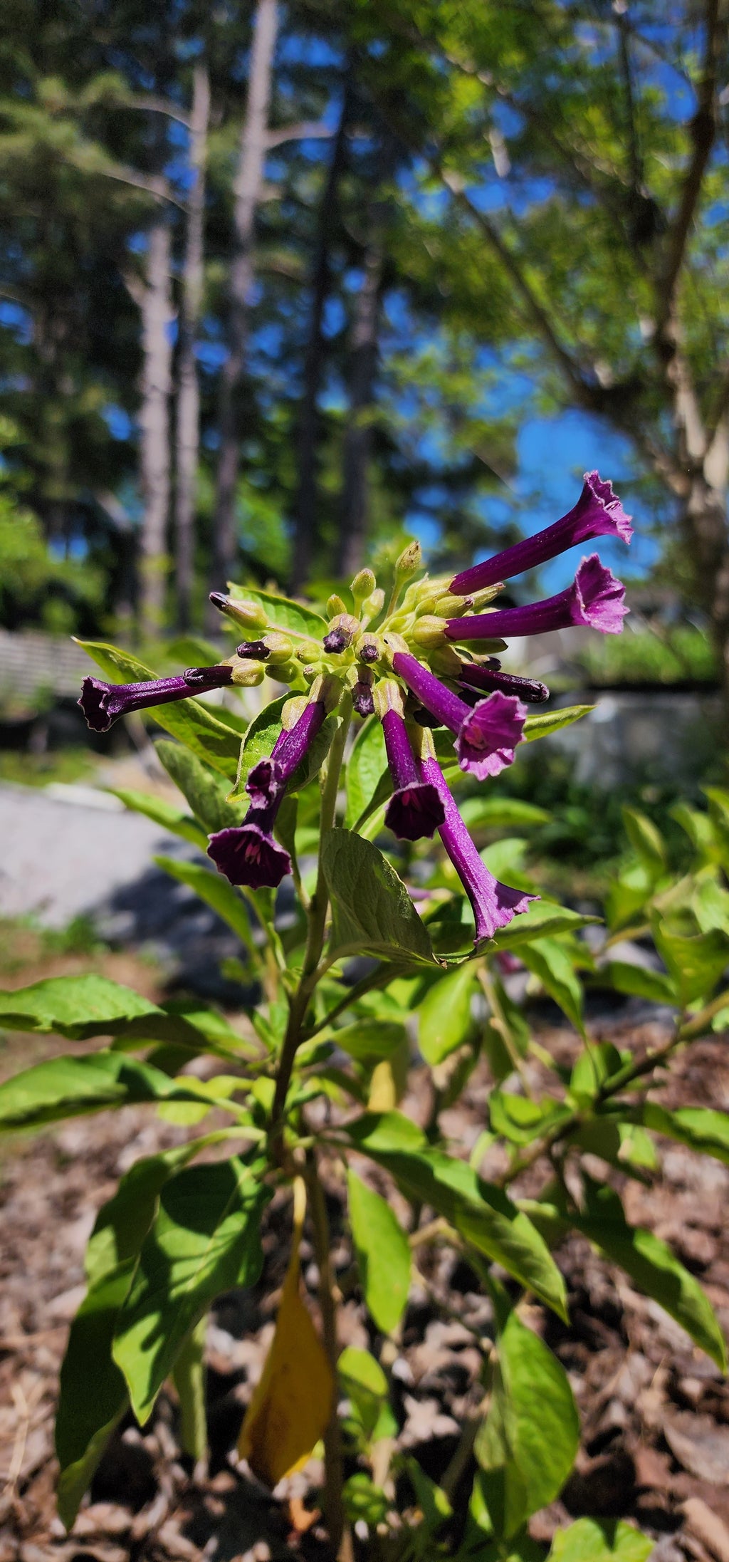 Iochroma "Royal Purple" - Live Plant