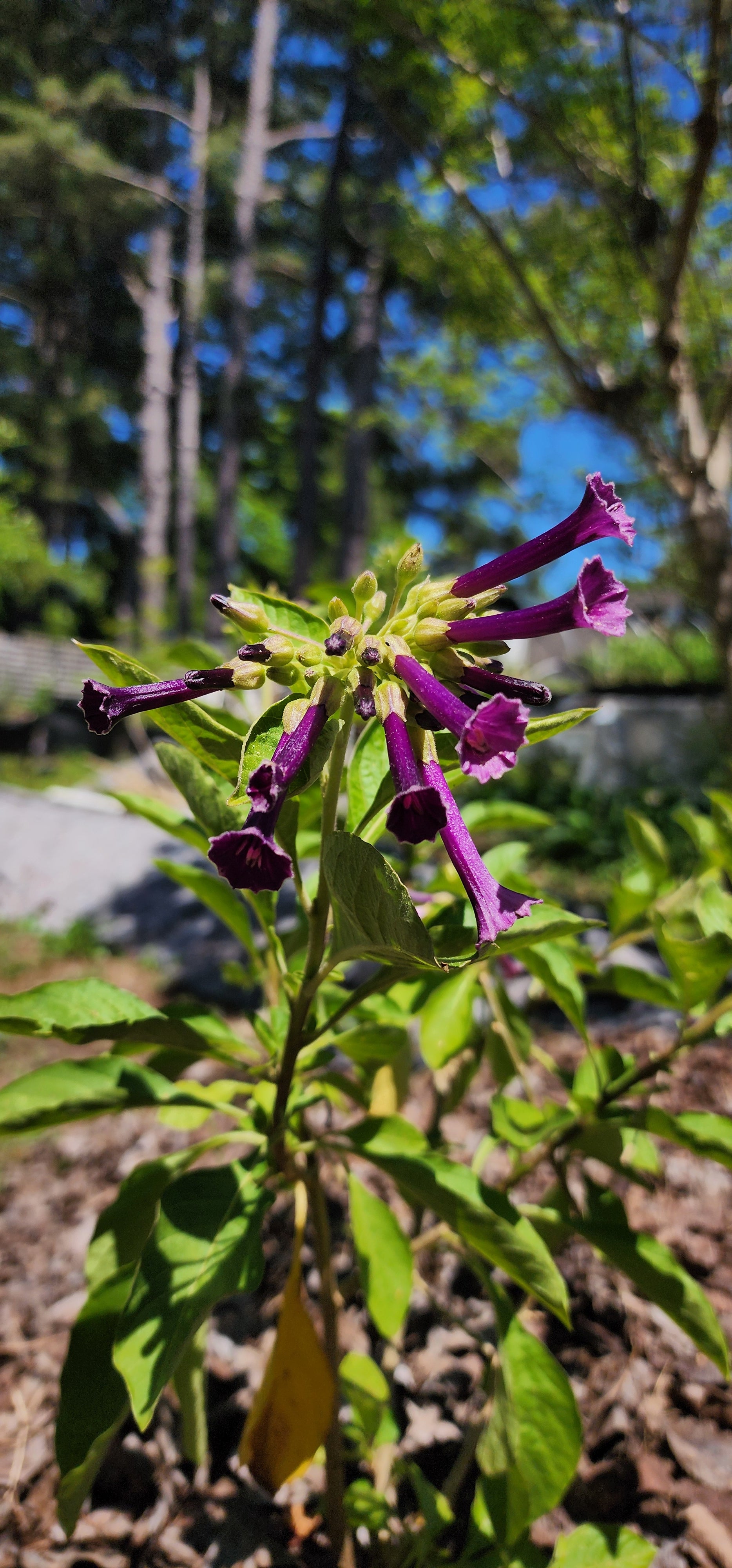 Iochroma "Royal Purple" - Live Plant