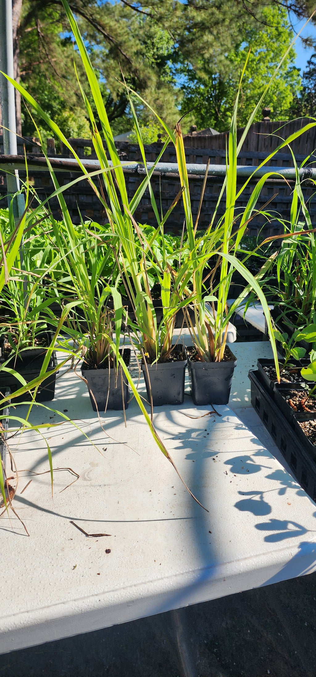 Lemongrass "West Indian" - Live Plant