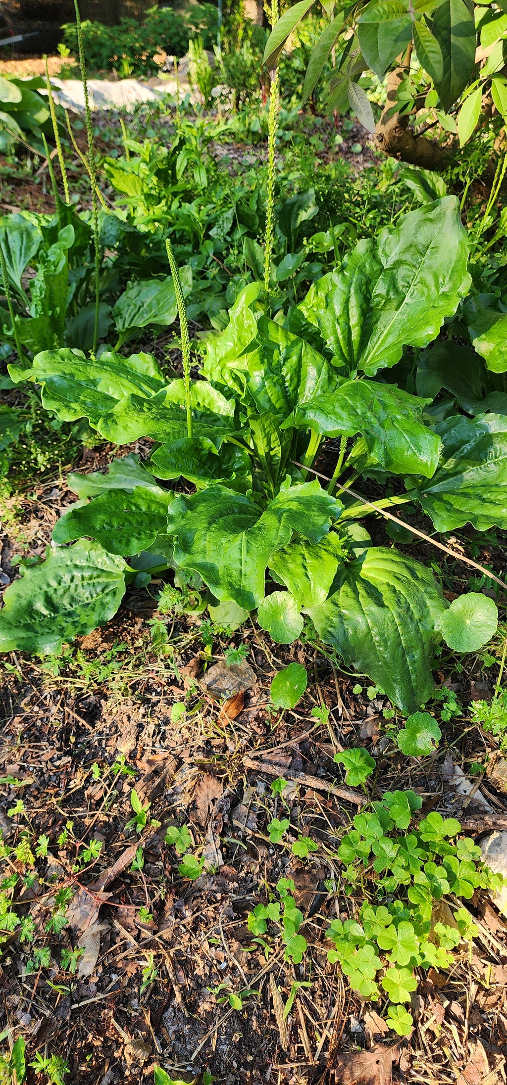 Plantain "Broad Leaf" - Live Plant