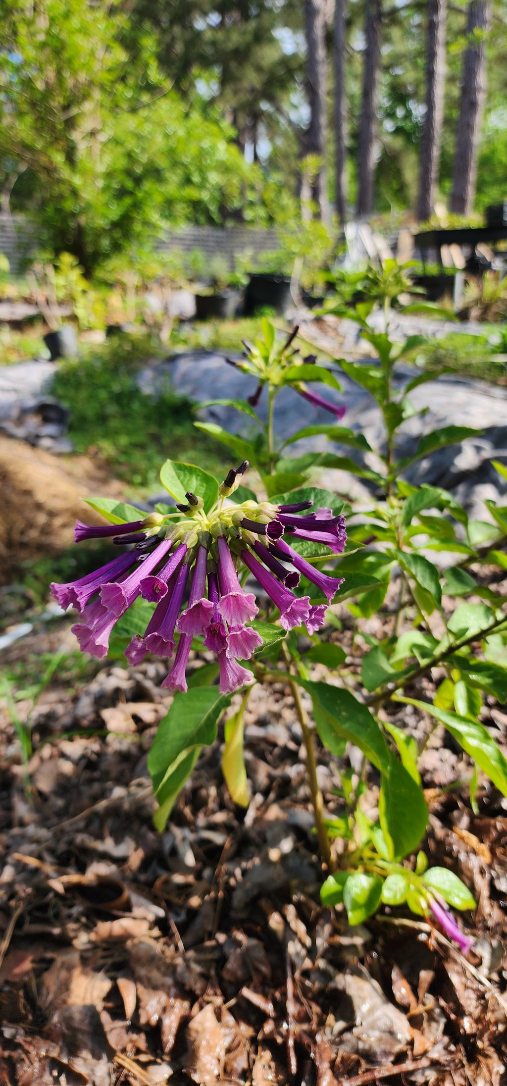 Iochroma "Royal Purple" - Live Plant