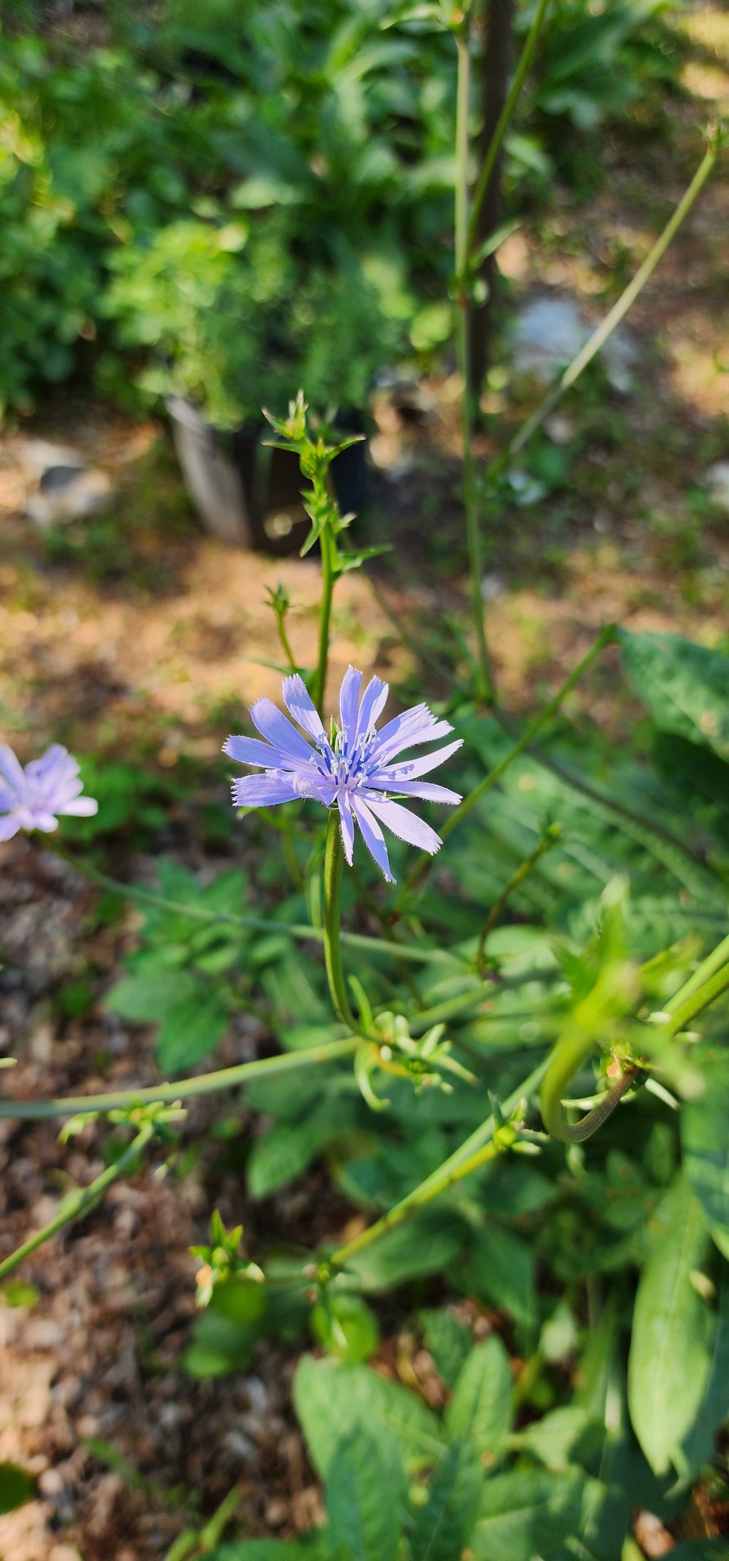 Chicory - Live Plant