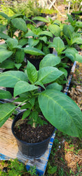 Angel's Trumpet "Mango Crush" - Live Plant