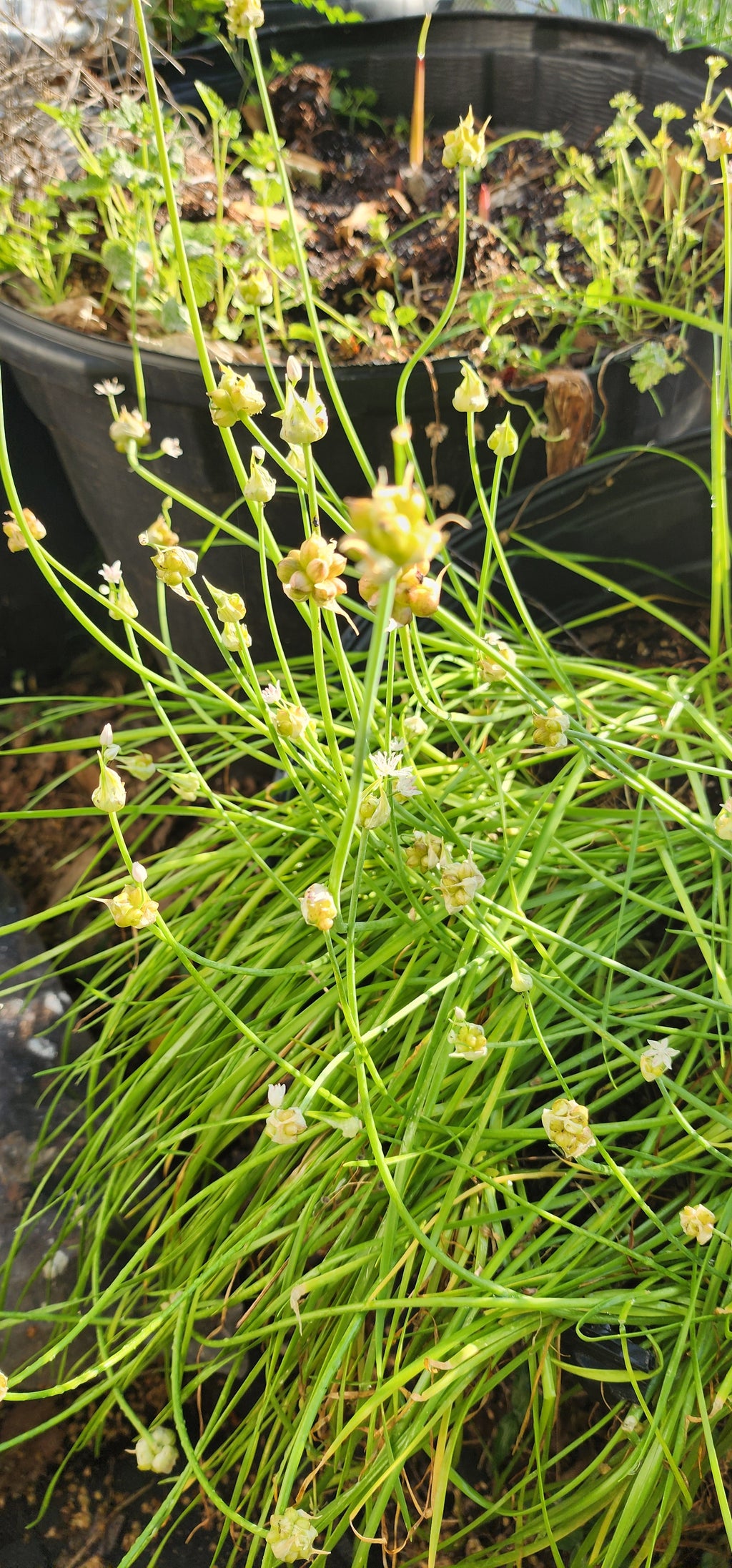 Wild Garlic - Live Plant