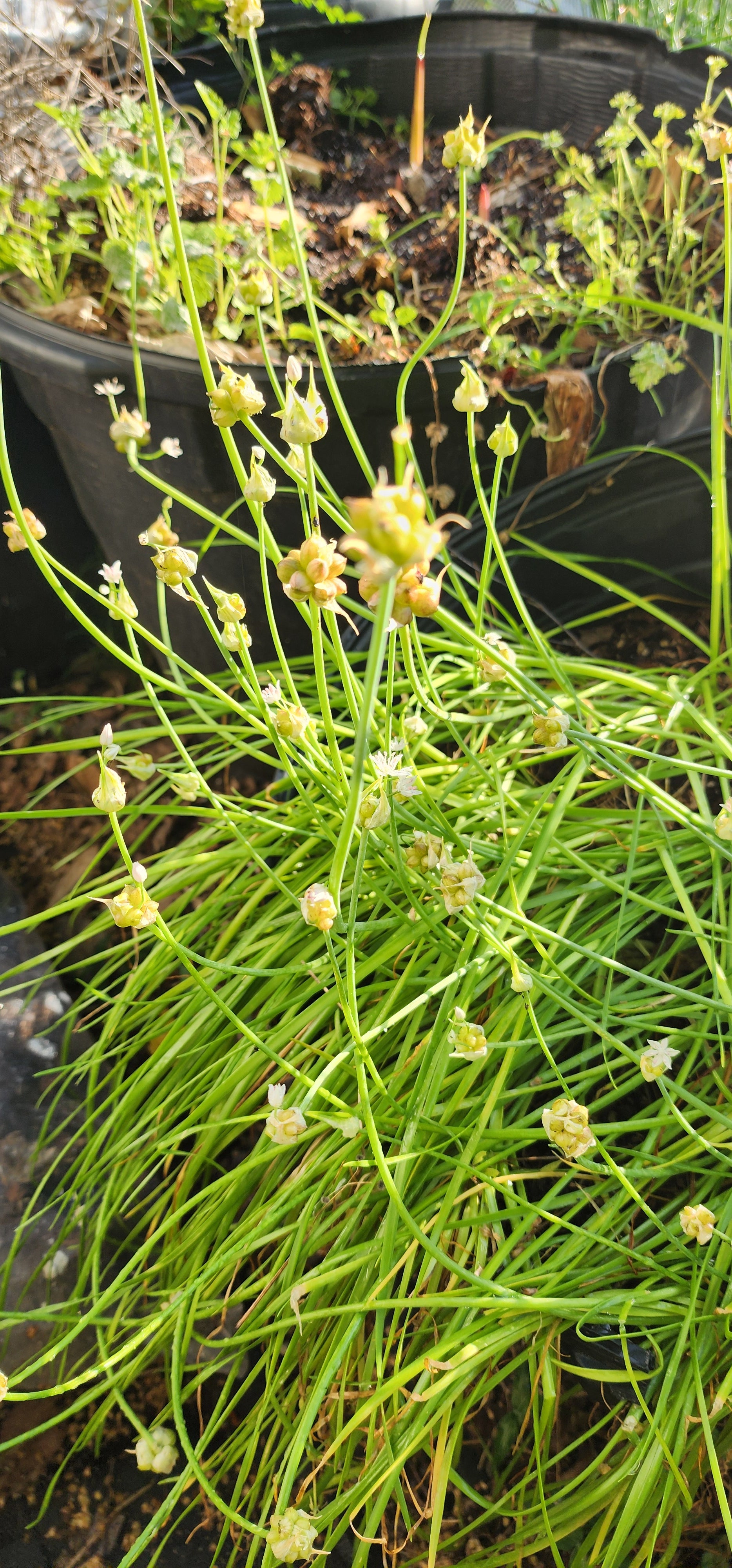 Wild Garlic - Live Plant