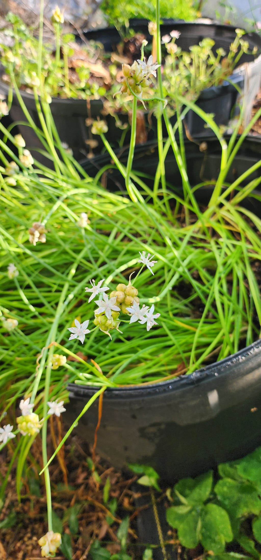 Wild Garlic - Live Plant