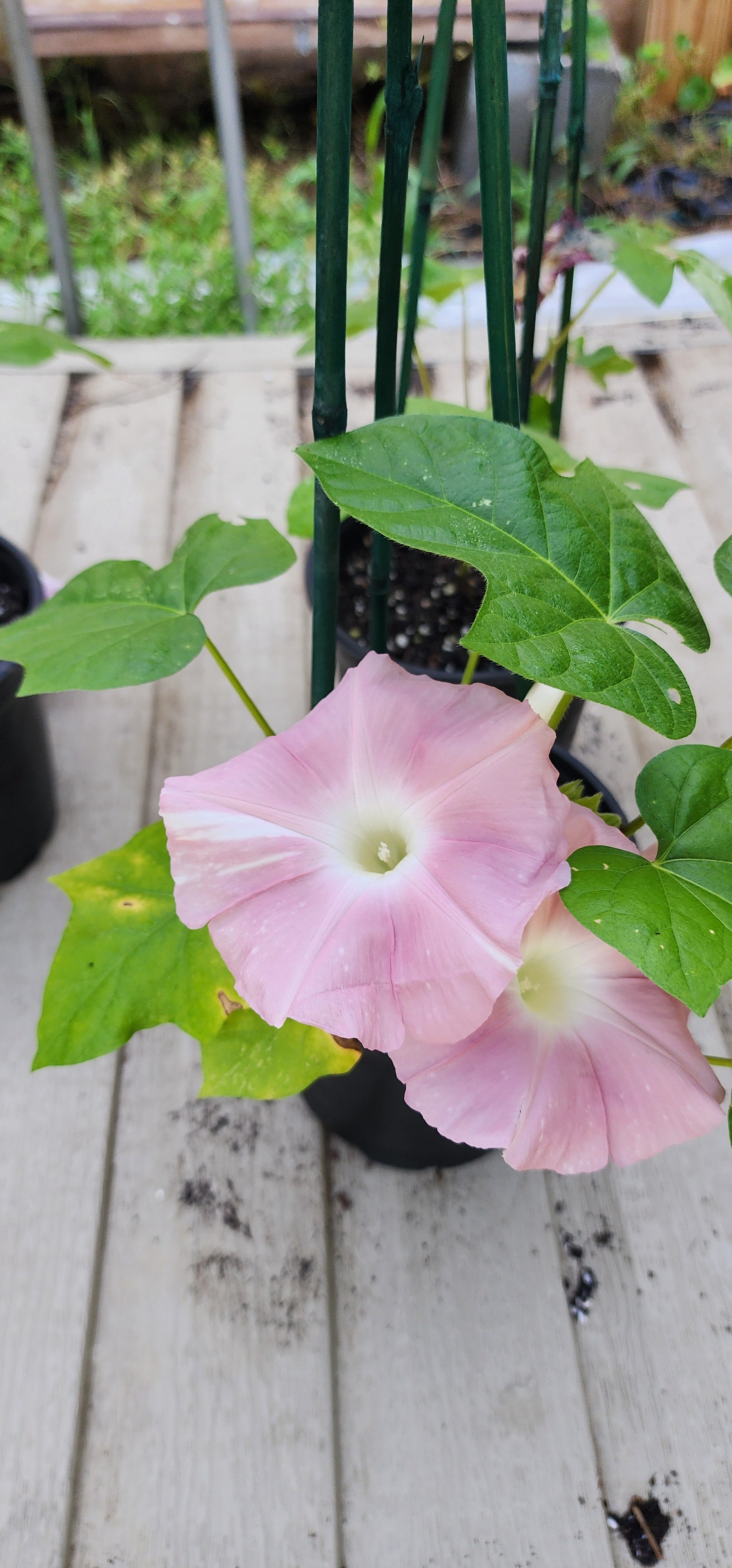Morning Glory, Japanese "Peach Blizzard" - Live Plant