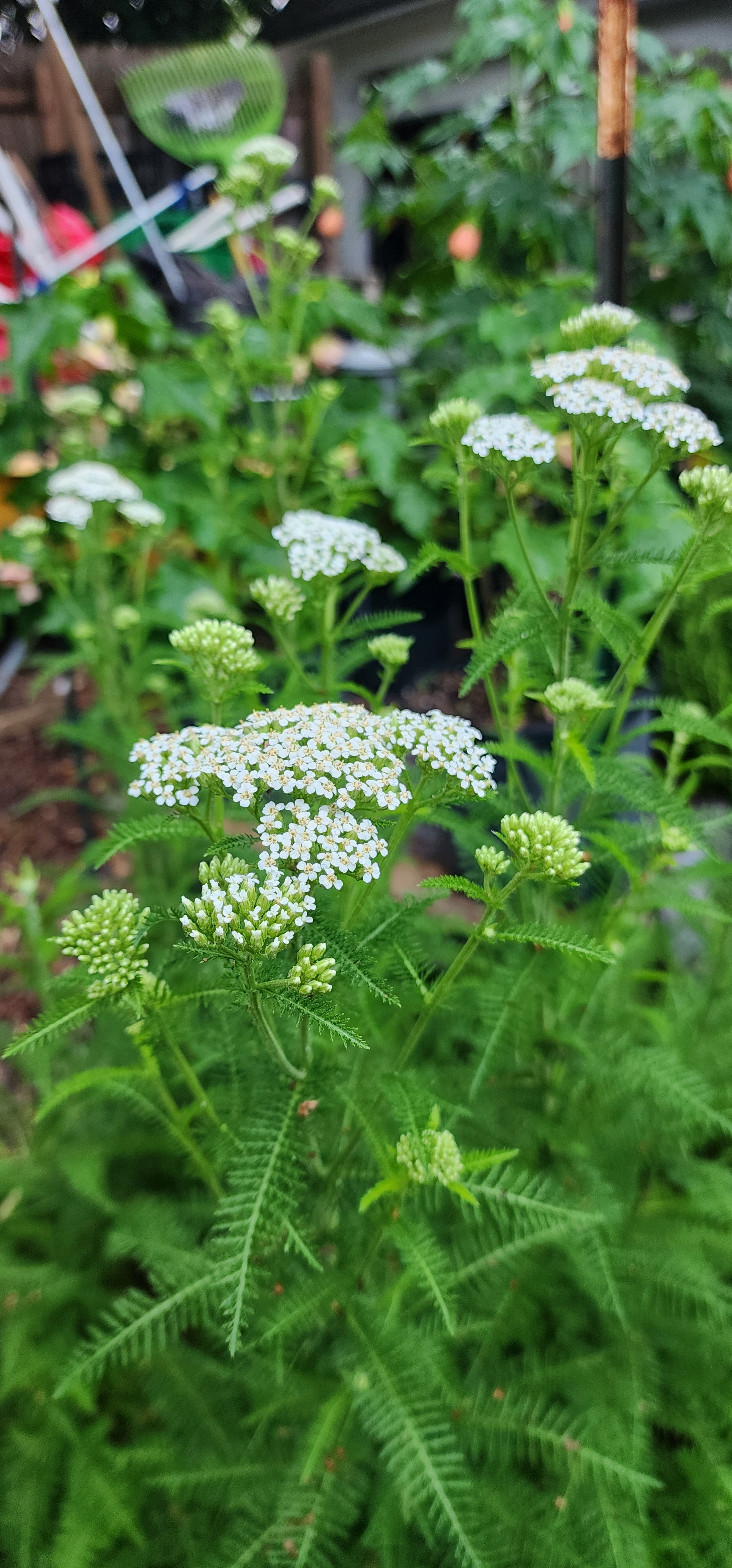 Yarrow - Live Plant