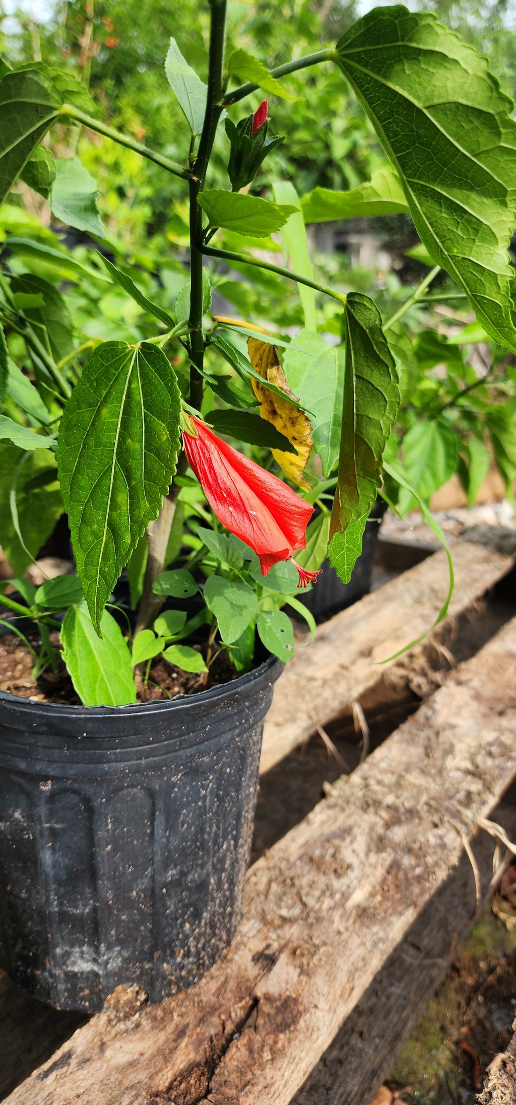 Turk's Cap Hibiscus "Big Mama" - Live Plant