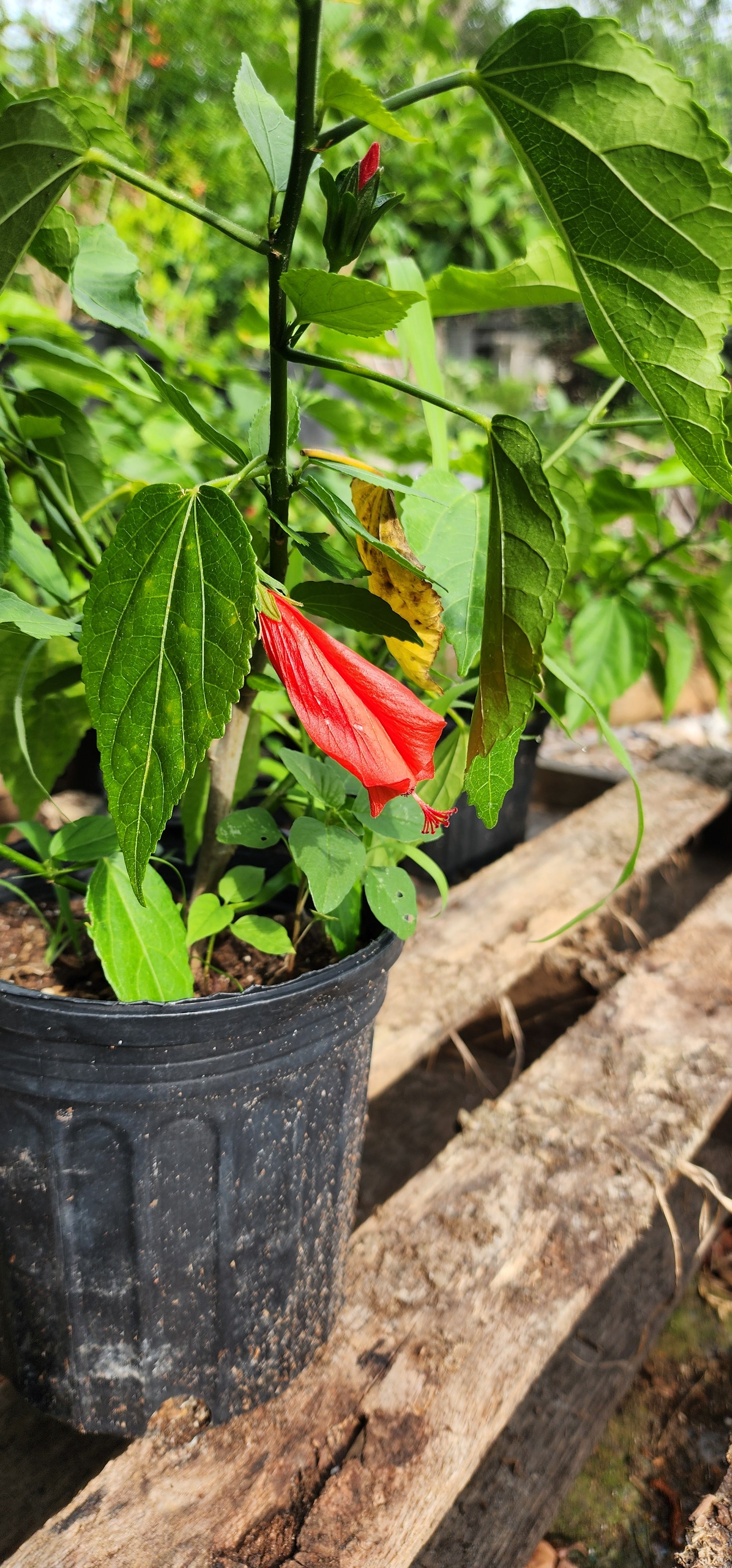 Turk's Cap Hibiscus "Big Mama" - Live Plant