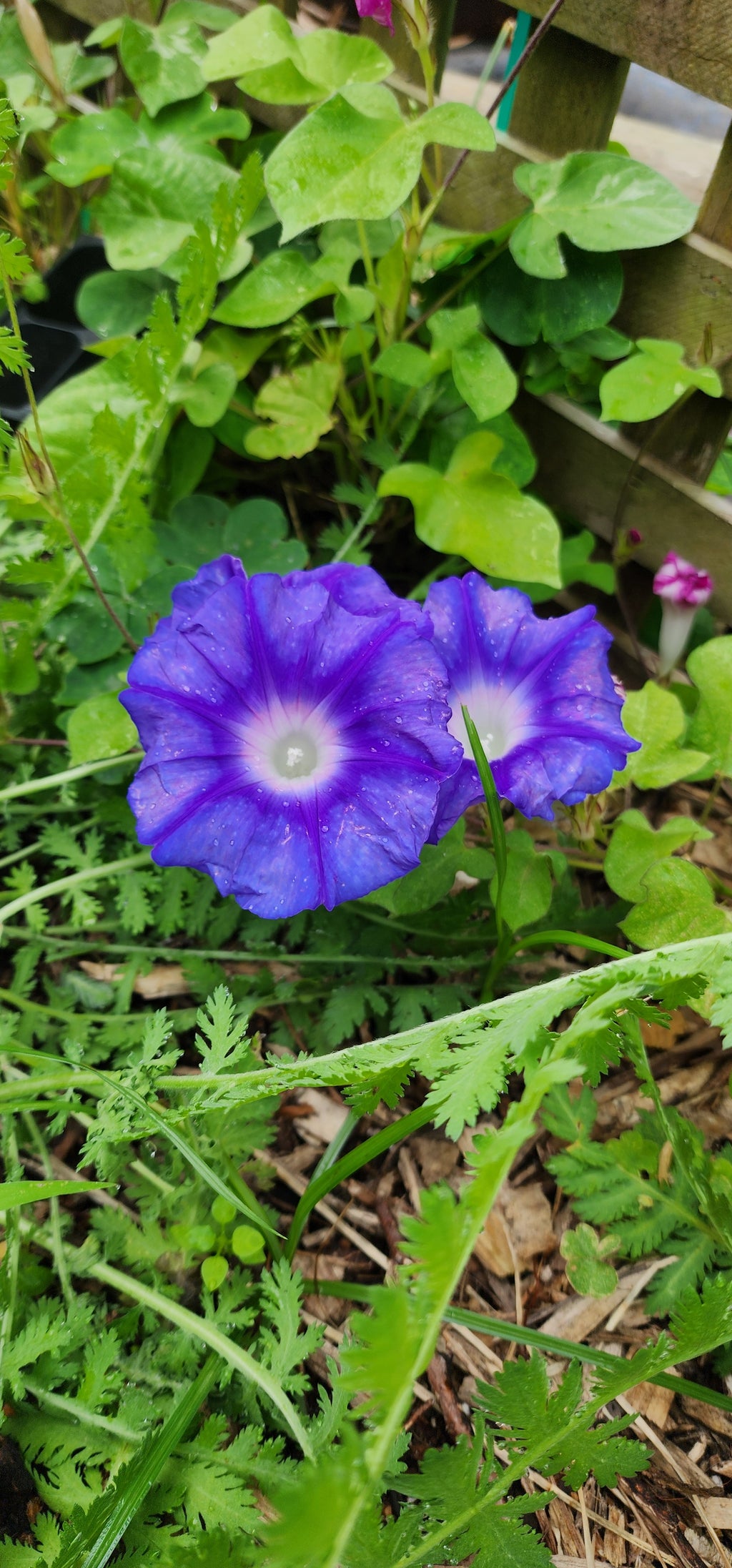Morning Glory, Japanese "Stream of Kamo River" - Live Plant