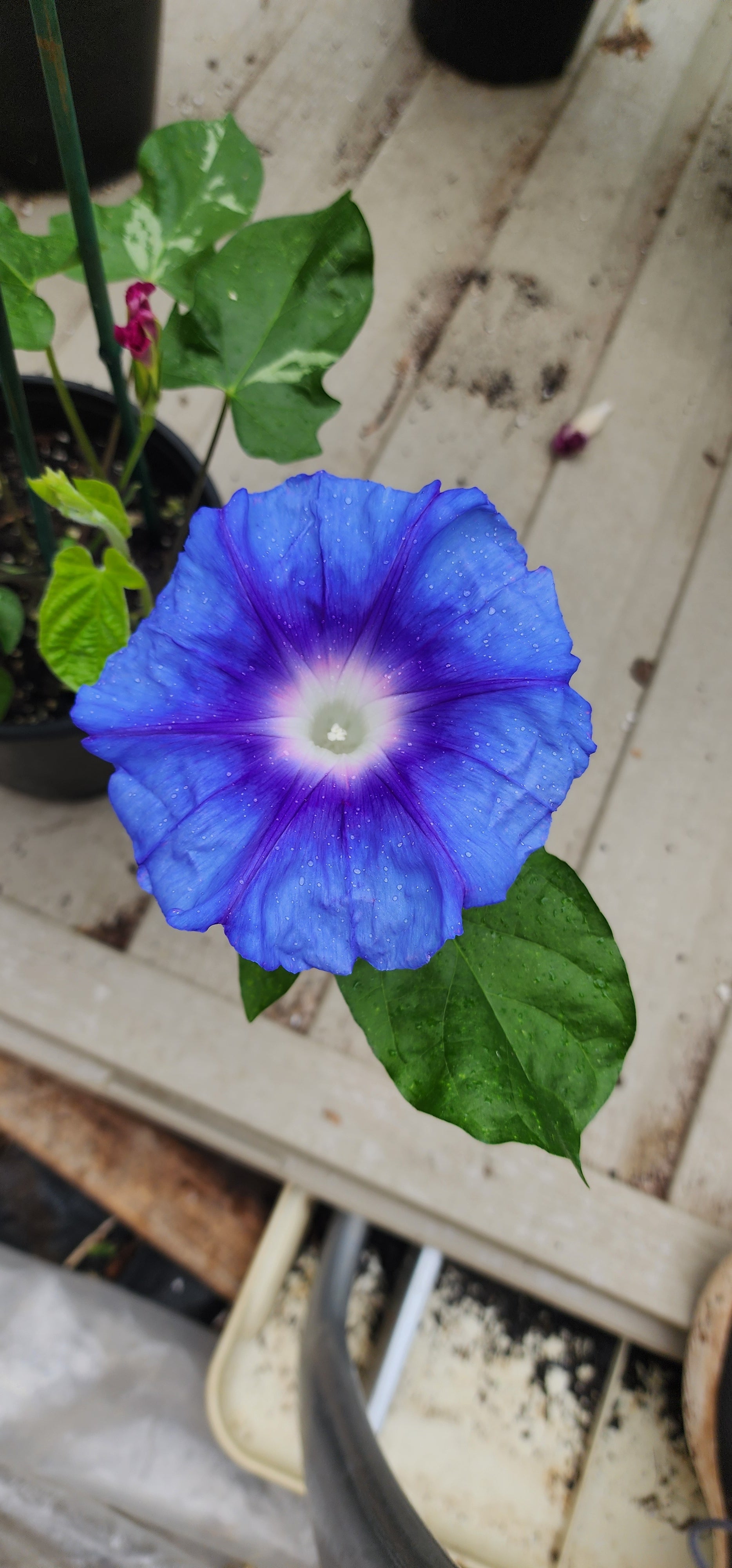 Morning Glory, Japanese "Stream of Kamo River" - Live Plant