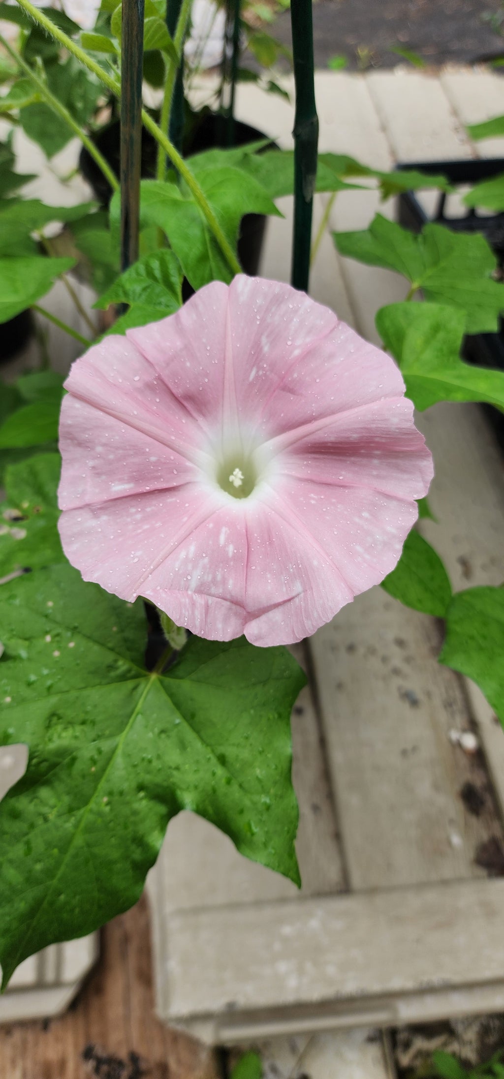 Morning Glory, Japanese "Peach Blizzard" - Live Plant