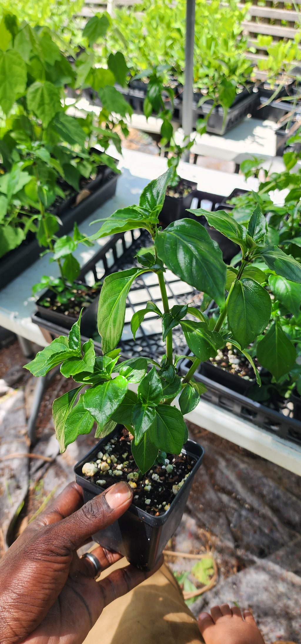 Mushroom Herb Plant - Live Plant