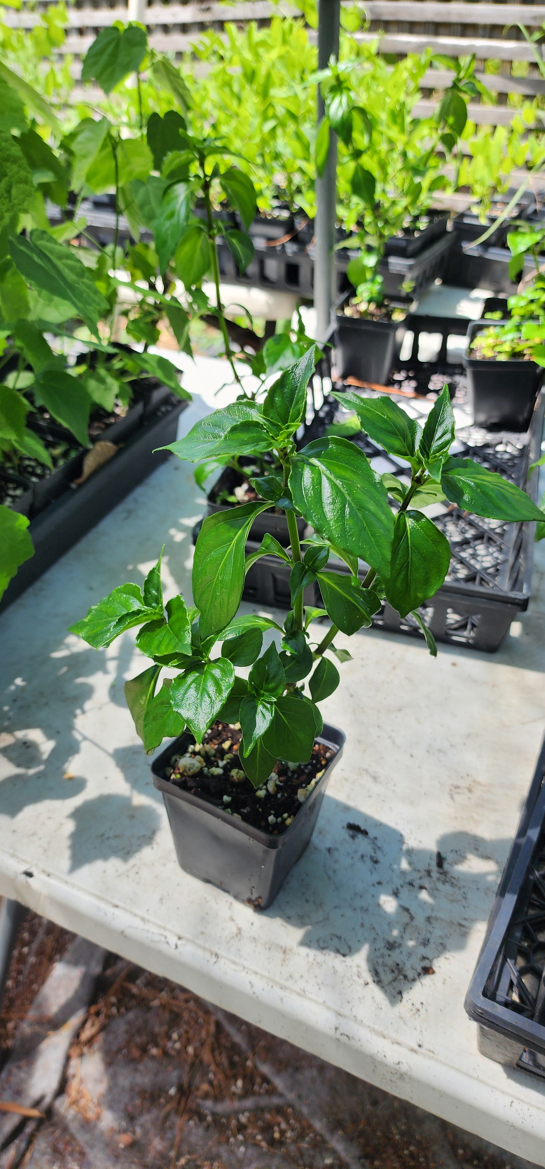 Mushroom Herb Plant - Live Plant