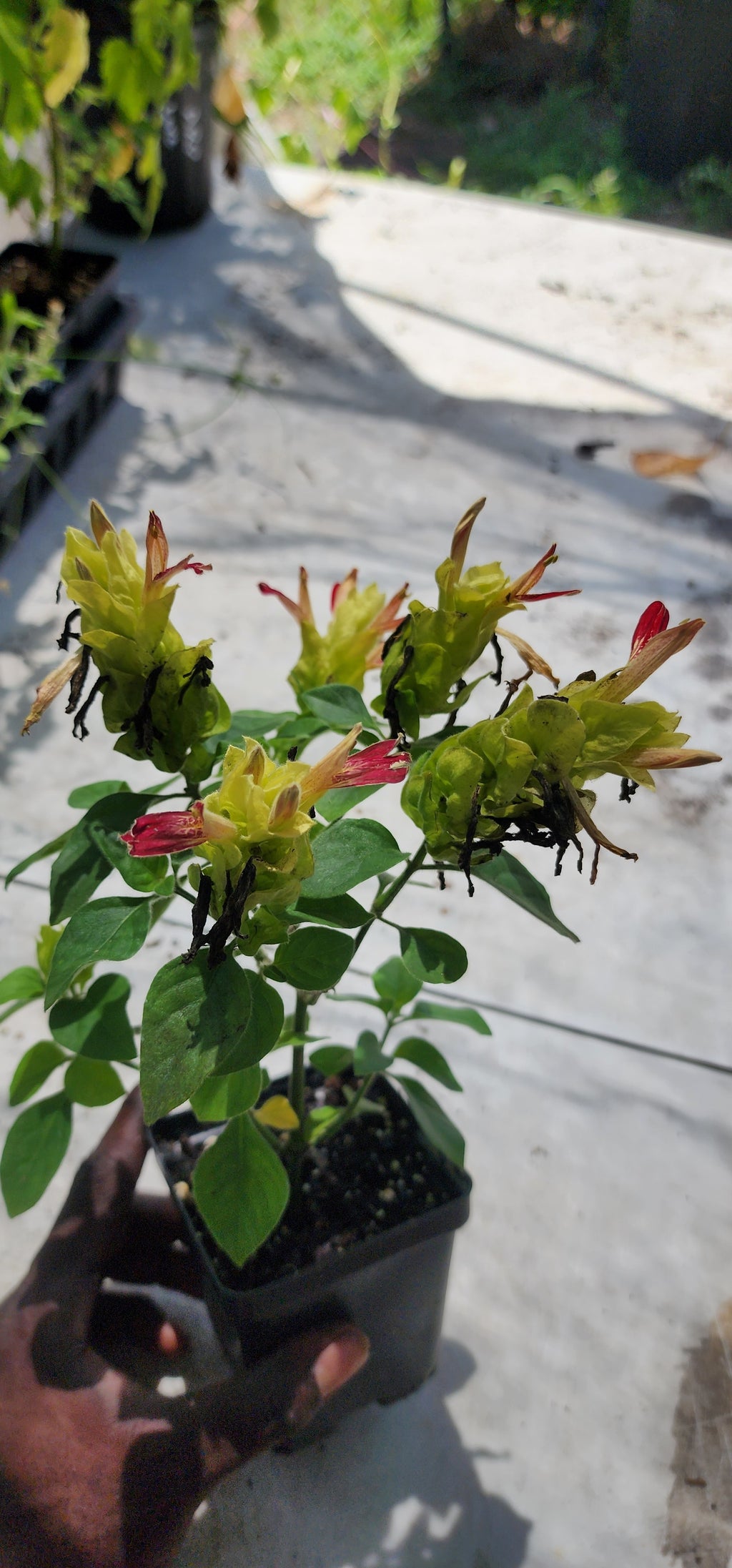 Shrimp Plant "Fruit Cocktail" - Live Plant