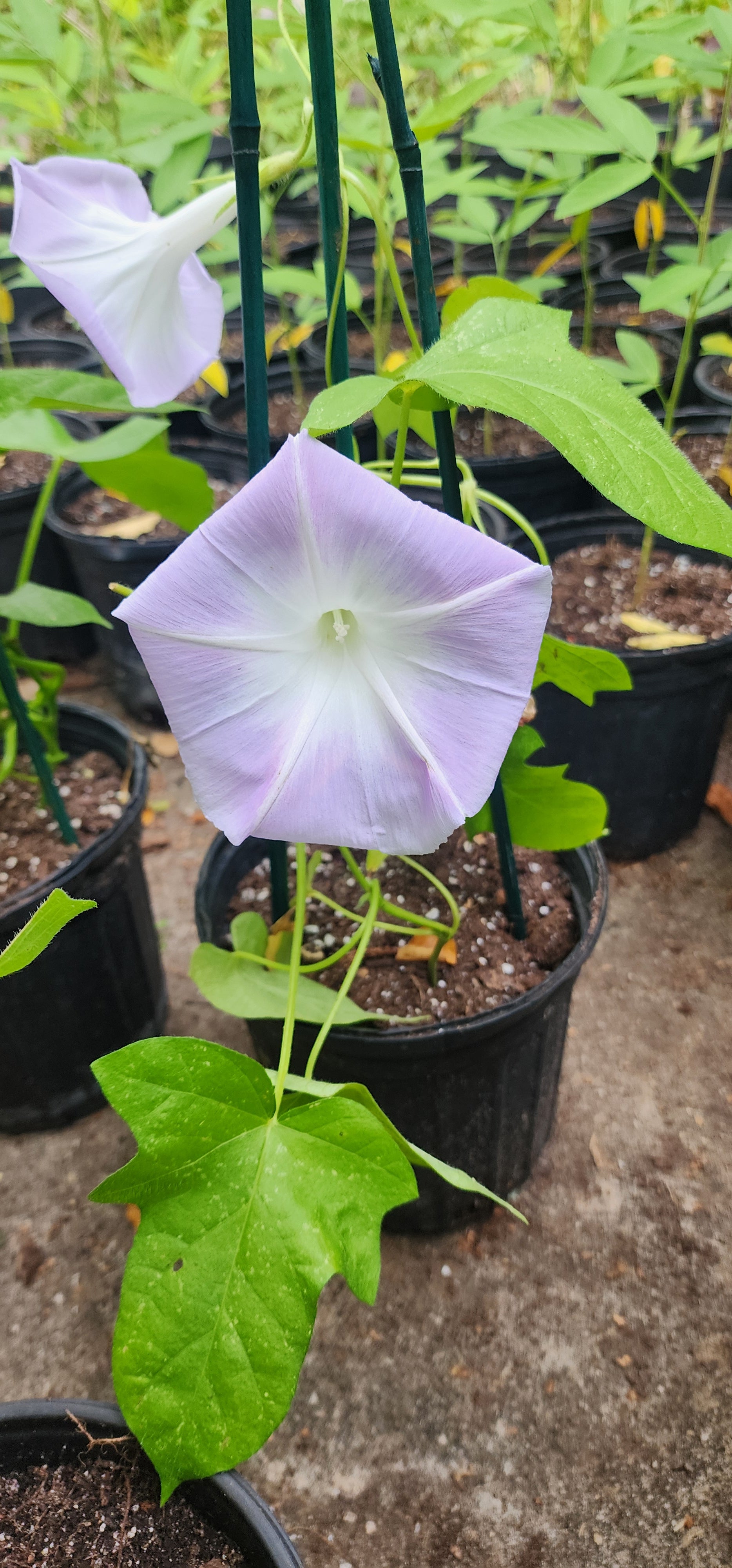 Morning Glory, Japanese "Lavender Blush" - Live Plant