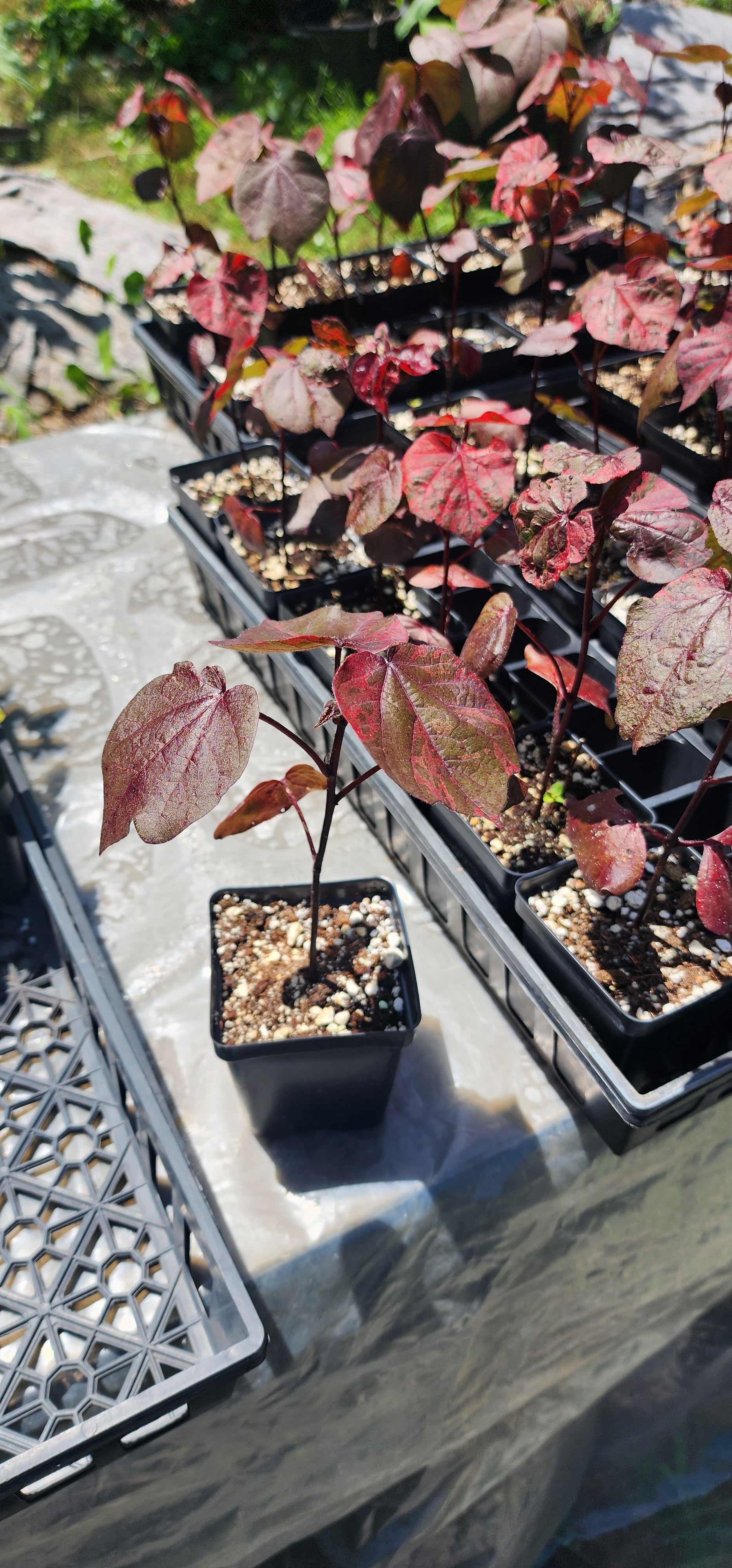 Cotton "Variegated Red" - Live Plant