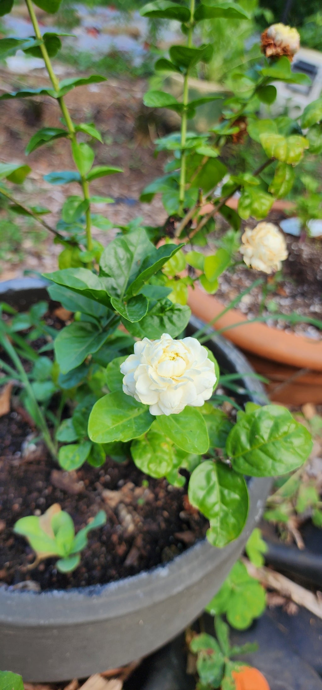 Gardenia "Grand Duke of Tuscany" - Live Plant
