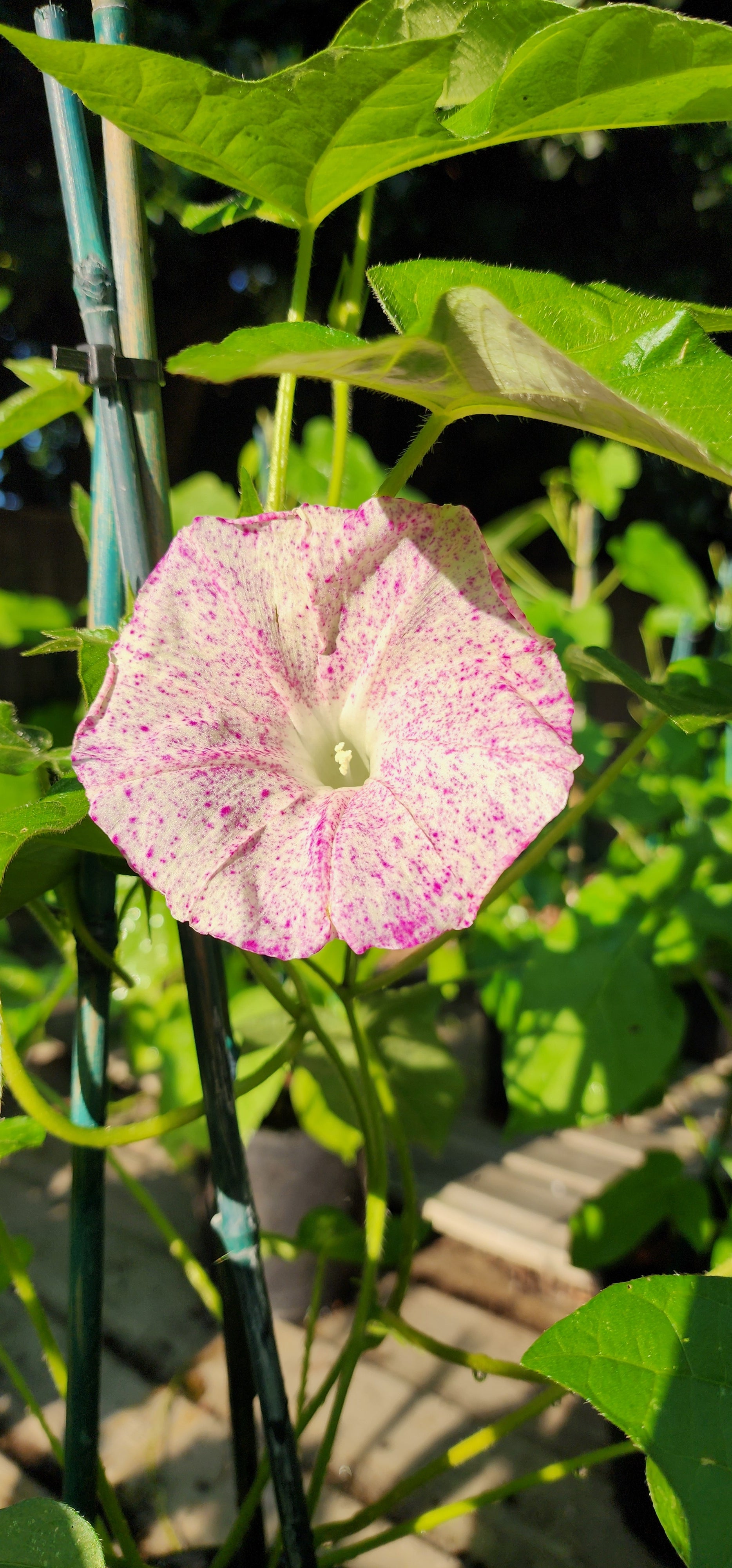 Morning Glory, Japanese "Raspberry Ice" - Live Plant