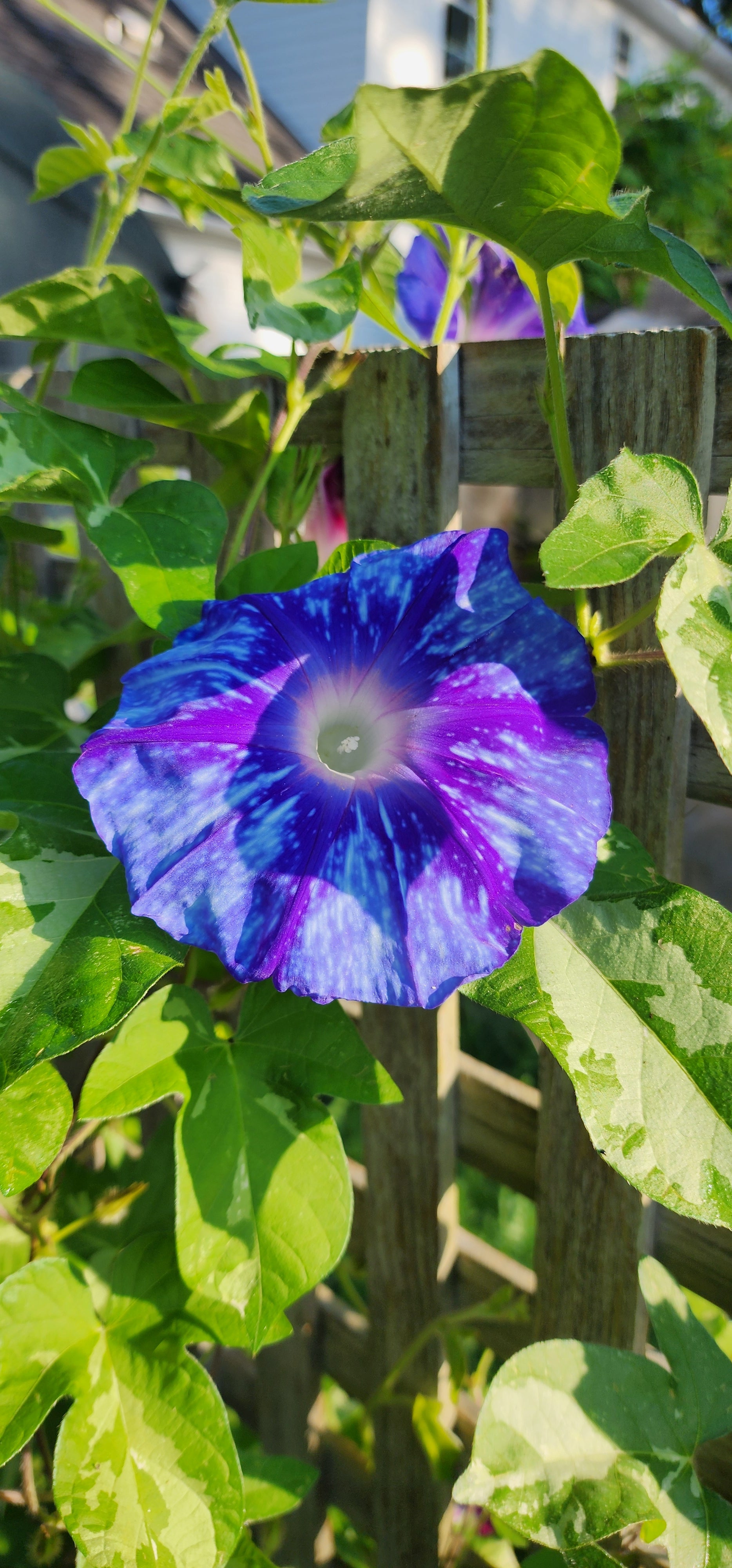 Morning Glory, Japanese "Stream of Kamo River" - Live Plant