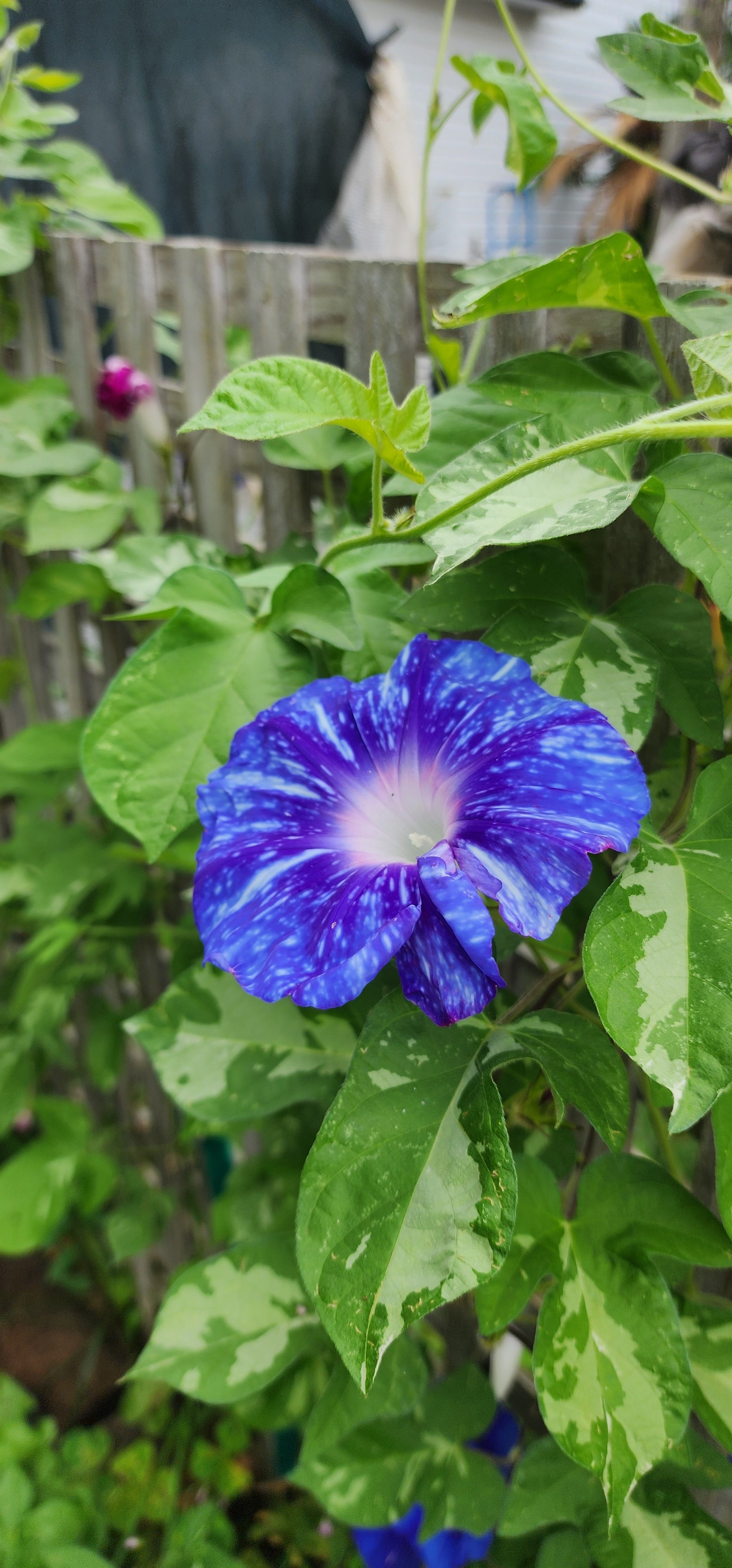 Morning Glory, Japanese "Stream of Kamo River" - Live Plant