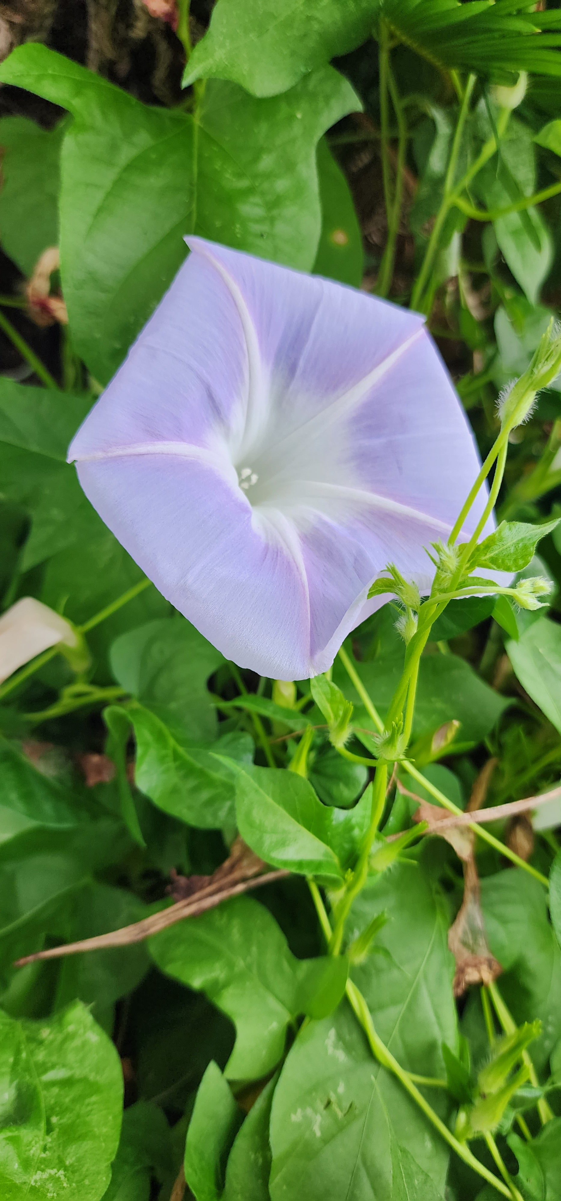 Morning Glory, Japanese "Lavender Blush" - Live Plant