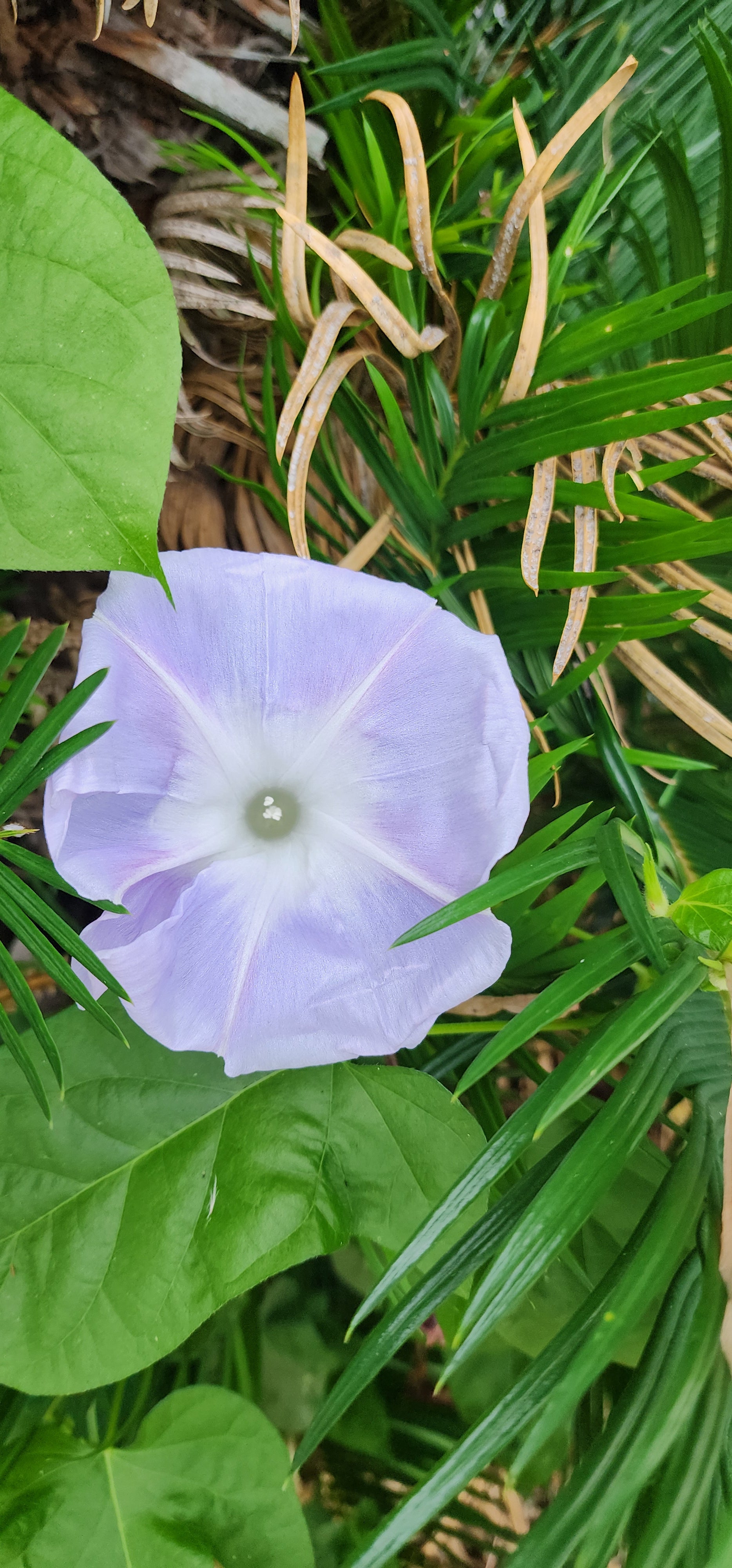 Morning Glory, Japanese "Lavender Blush" - Live Plant