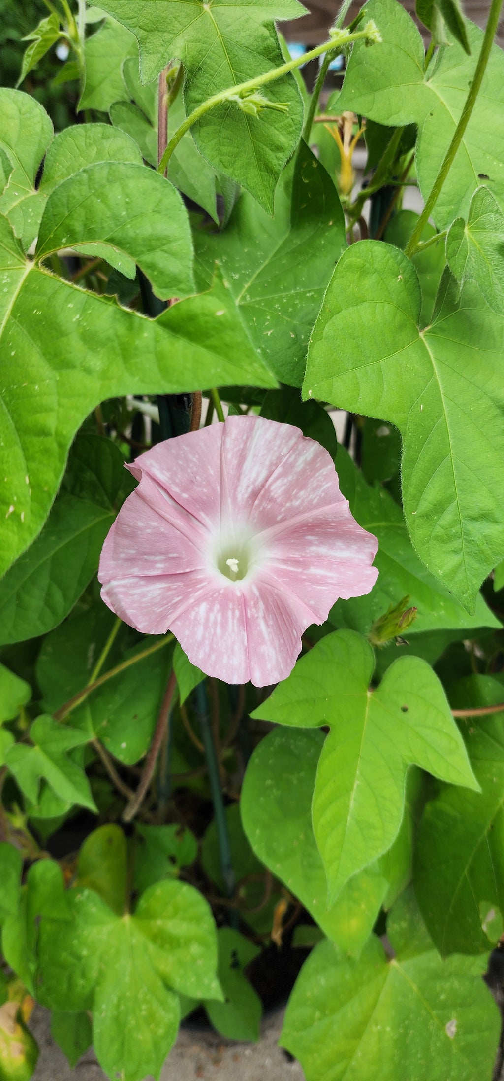 Morning Glory, Japanese "Peach Blizzard" - Live Plant