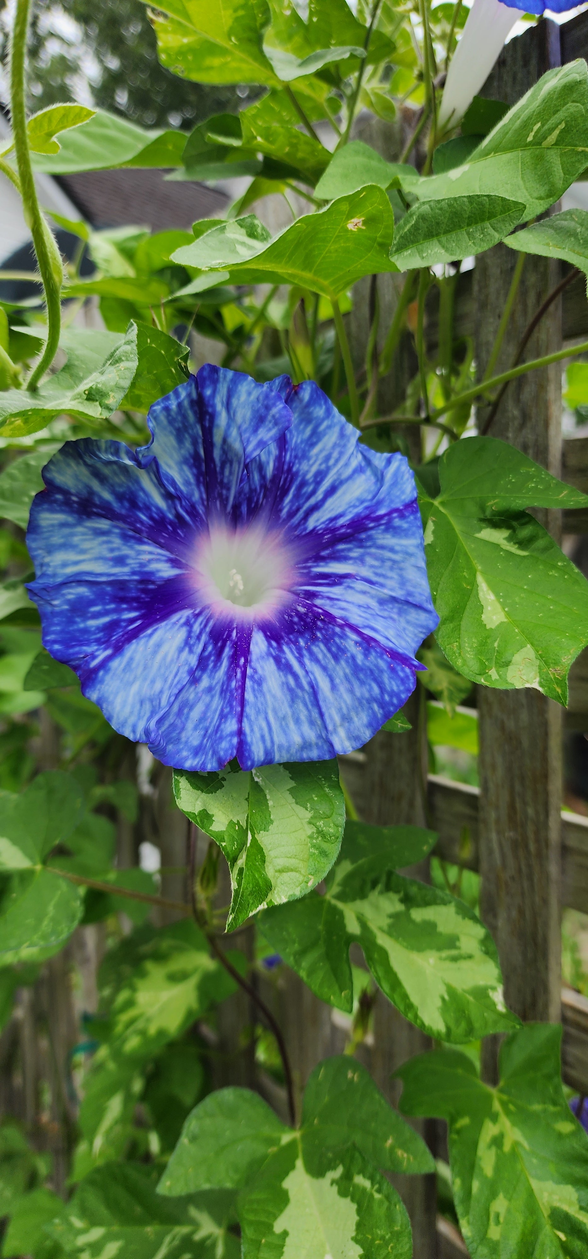 Morning Glory, Japanese "Stream of Kamo River" - Live Plant