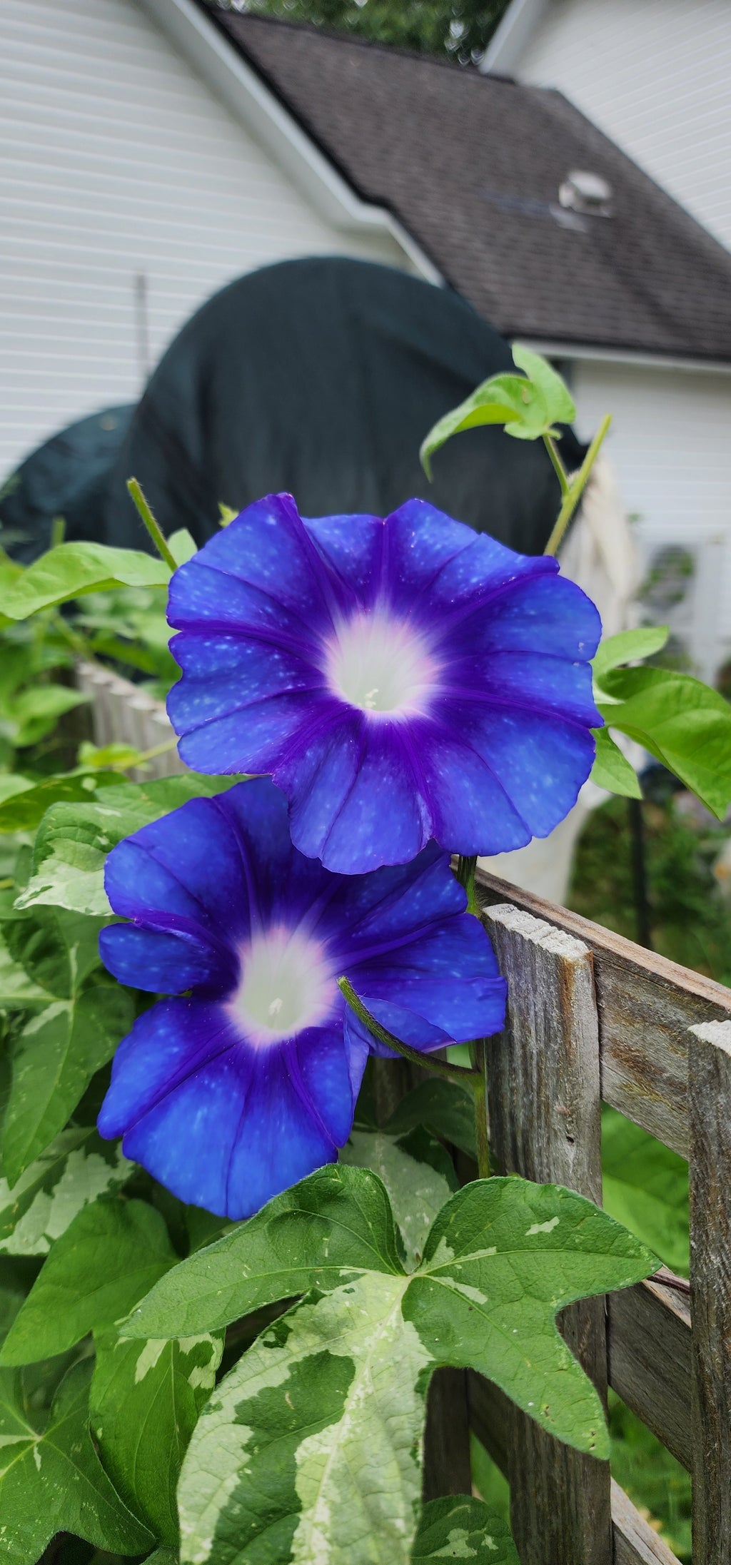 Morning Glory, Japanese "Stream of Kamo River" - Live Plant